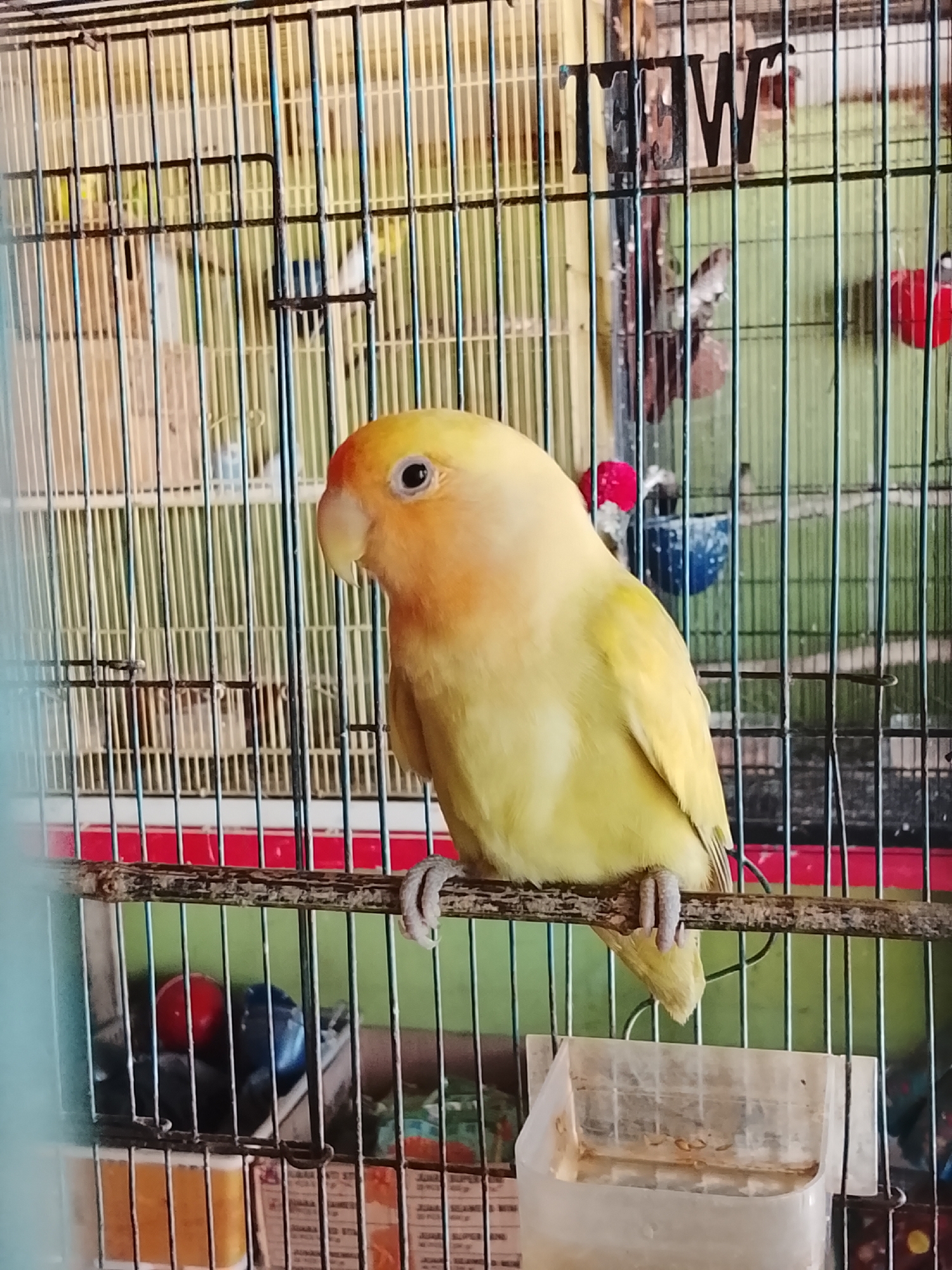 A yellow and orange lovebird is perched on a wooden dowel inside a metal birdcage. The bird is facing left and looking downwards. The cage is green with vertical bars and has a red base. In the background, other birds are visible, as well as some red and blue objects. The environment appears to be indoors, possibly a pet store or a home. There are no people or any other identifiable subjects in the image. The location of Kuta Trieng, Indonesia, is not visually represented in the image.