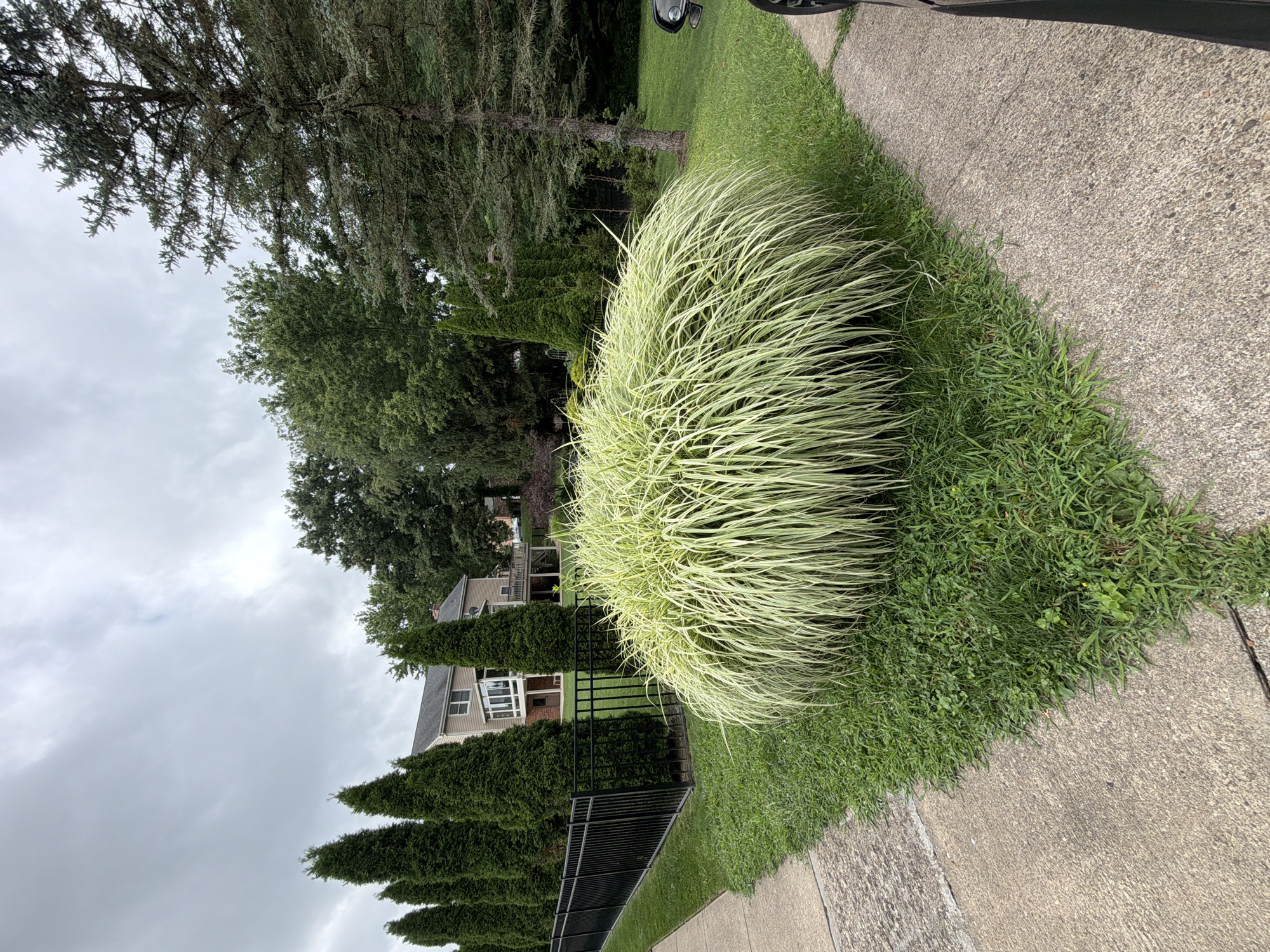 The image depicts a residential yard with a large, bushy ornamental grass in the foreground, located in Wexford, United States of America. A concrete sidewalk is visible on the left and right sides of the frame, forming a corner. Behind the ornamental grass, a black metal fence runs horizontally across the scene. Beyond the fence, a row of tall, narrow evergreen trees stands against the backdrop of a multi-story house with a deck and screened-in porch. The sky is overcast with gray clouds. A portion of a dark-colored vehicle is visible on the far right edge of the image.