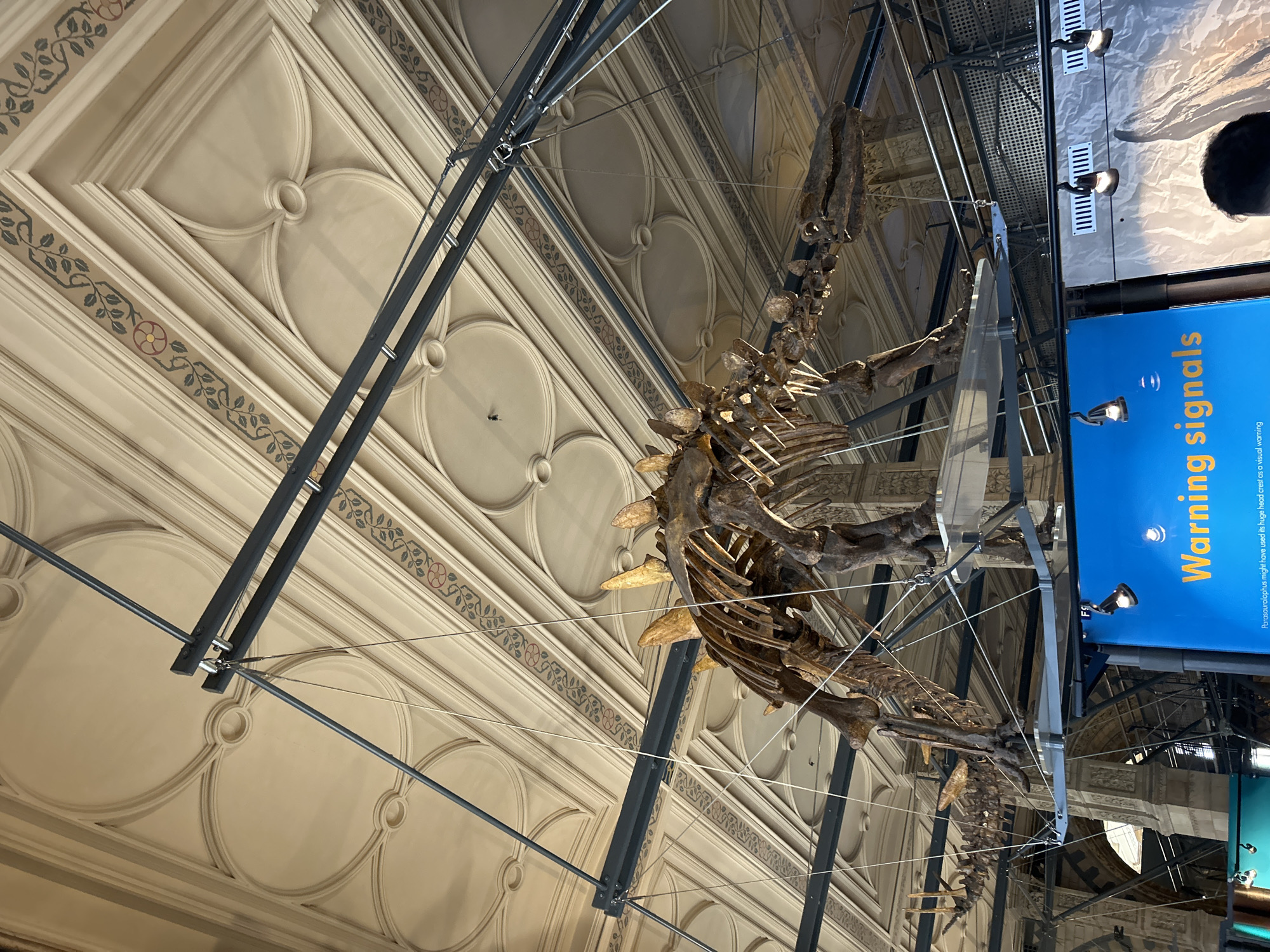 This is a full-frame, eye-level, indoor shot of a large dinosaur skeleton suspended from the ceiling in what appears to be a museum. The skeleton is positioned diagonally across the frame, with its head on the right and its tail on the left. The ceiling is ornate, with a decorative pattern of beige panels and floral motifs in muted colors.
Below the dinosaur skeleton, a bright blue digital display board is visible. The word "Warning" is prominently displayed in large yellow sans-serif font, followed by "signals" in the same font. Below this text, smaller white text is visible, though largely illegible at this resolution. Three black spotlights are affixed to the top edge of the blue display.
In the foreground, the back of a person's head and shoulders are visible, suggesting the photograph was taken by someone in the audience. The overall lighting is dim, with spotlights highlighting the dinosaur and the display board. The context of the location is implied by the architectural style and the presence of a dinosaur skeleton in a museum setting. While the specific museum is not identified, the architectural style is reminiscent of the Natural History Museum in London, United Kingdom.