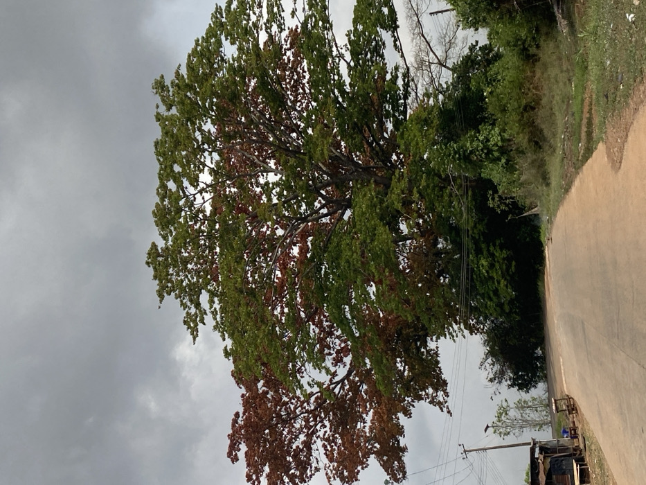 The scene depicts a paved road in Igbarra, Nigeria, under a uniform grey, overcast sky. A large deciduous tree, exhibiting both vibrant green and reddish-brown foliage, dominates the upper-middle and right-hand side of the frame. The road, appearing to be asphalt or concrete, curves gently to the left and ascends slightly, featuring unpaved, reddish-brown earth shoulders. On the left side of the road, a small, rudimentary structure with a corrugated metal roof and dark walls is present, accompanied by two low wooden tables or benches situated on the unpaved ground. A wooden utility pole with multiple overhead wires stands nearby on the left. The foreground and the areas adjacent to the road shoulders are covered with varied green vegetation, including grass and dense bushes. No human or animal subjects are visible. The environment appears quiet and semi-rural.