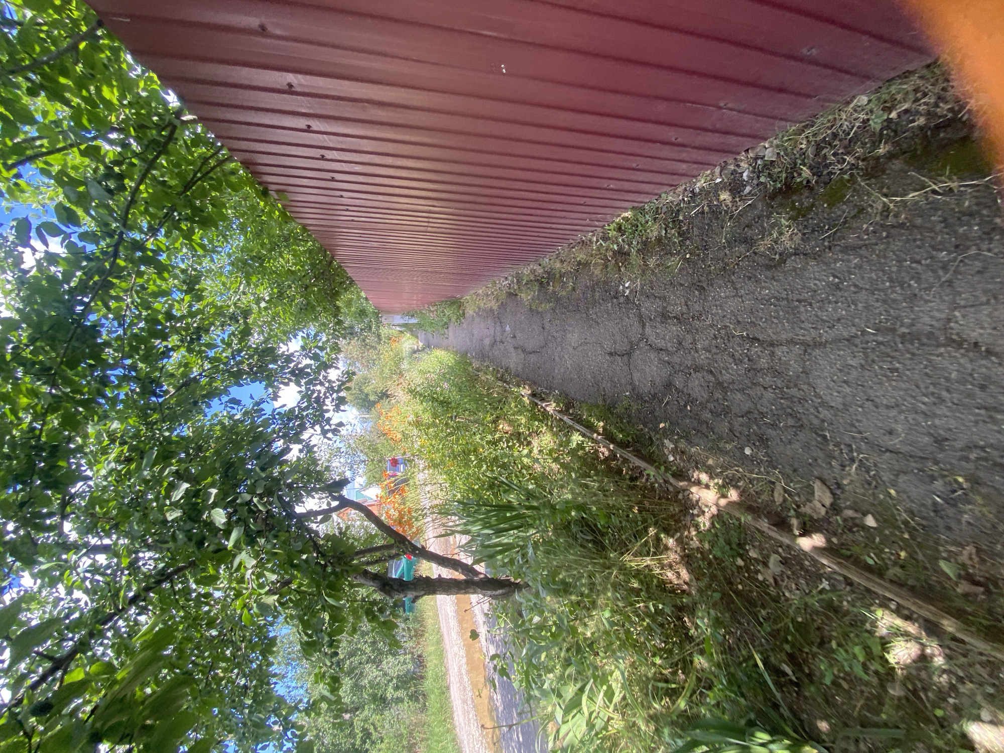 The image depicts a narrow, cracked asphalt path bordered by dense greenery on the left and a tall, corrugated red metal fence on the right. Overhanging trees with green foliage create dappled shade on the path. In the background, a dirt road with a few puddles is visible, along with hints of buildings and orange flowers. A small, light-colored wooden beam runs along the edge of the path next to the greenery. The overall scene suggests a residential or back alley area in a place like Akhtyrskiy, Russia, during daylight.