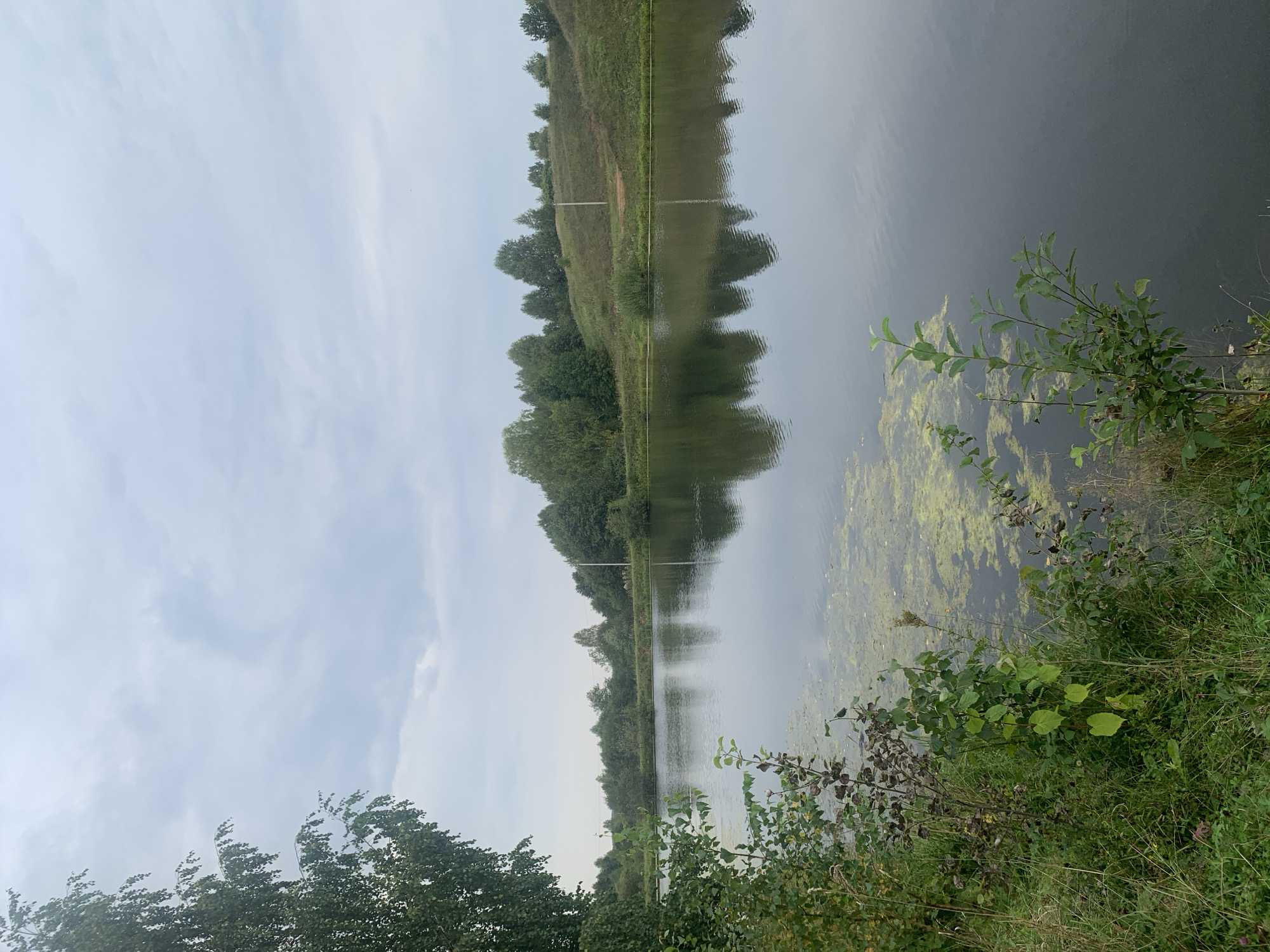 The image depicts a tranquil natural scene, likely a pond or a small lake, situated in the city of Zasechnyi, Russia. The water is calm and reflects the overcast sky and the surrounding greenery. On the left side of the frame, a mature birch tree with its characteristic white bark and drooping branches dominates the foreground. Its leaves, a vibrant green, partially obscure the sky. Dense green foliage, including various bushes and grasses, lines the bank of the water.
Across the water, a gently sloping hill is covered with lush grass and dotted with a variety of trees. The trees form a dense line along the horizon, creating a natural backdrop. A solitary utility pole stands on the hillside. The water itself shows patches of green algae or duckweed floating on its surface, particularly in the foreground and mid-ground areas. The sky is a muted grey, with soft clouds suggesting a possibility of rain or a gentle, diffused light. There are no people or animals visible in the image. The overall impression is one of serene, undisturbed nature.