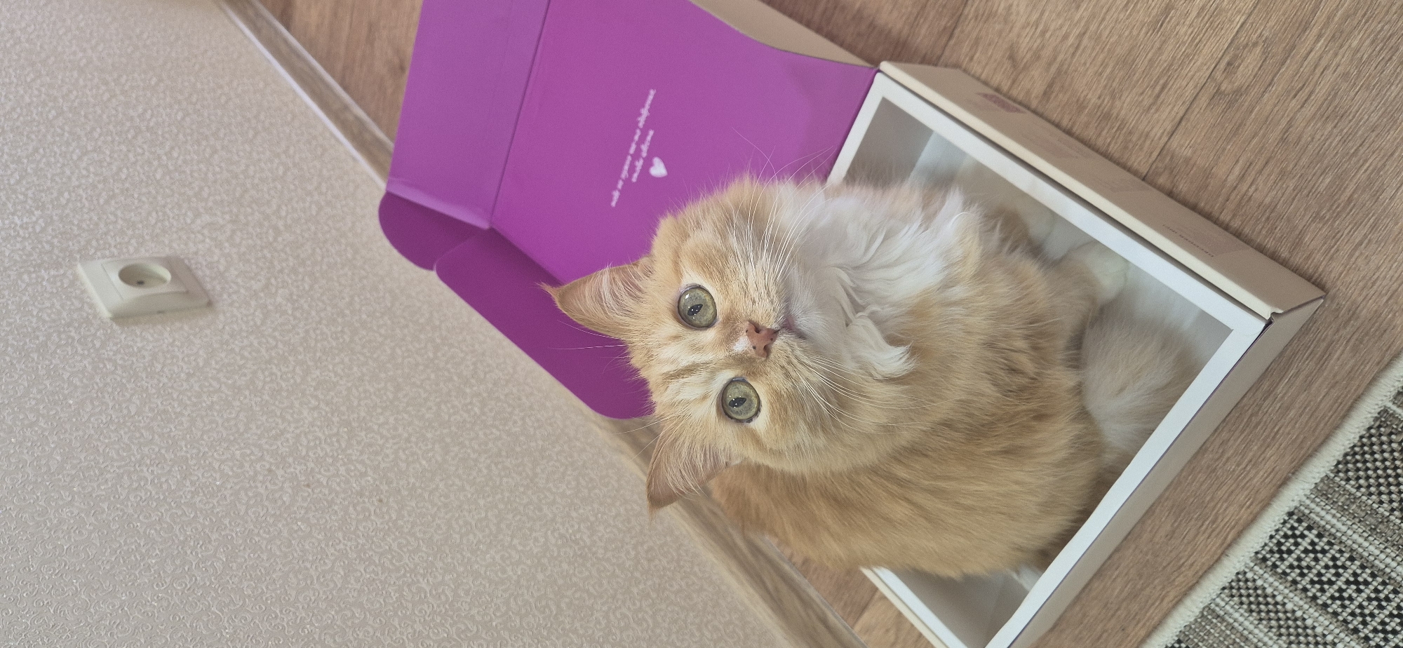 A fluffy, light ginger and cream-colored cat is the central subject of this indoor, high-angle photograph. The cat is comfortably nestled inside a rectangular white box, looking directly up at the camera with large, wide, green eyes. Its expression appears curious and alert, with its pink nose and long white whiskers clearly visible.
The white box containing the cat sits on a light brown, wood-effect floor. To the left of the white box, a vibrant purple box or lid is propped open, partially obscuring the view. Faint white text and a small heart icon are visible on the inner surface of the purple box, though the text is illegible.
The background features a light beige or off-white wall with a subtle textured pattern, against which a single, light-colored electrical wall socket is mounted on the lower left. A section of a patterned rug, light in color with a geometric design, is visible on the far right edge of the frame, next to the wooden floor. The lighting suggests it is daytime, providing clear illumination for the scene. The image is tilted, giving a dynamic, slightly disorienting perspective.