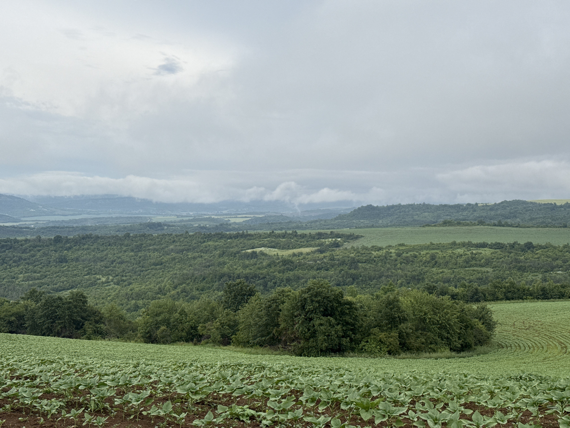 This expansive landscape photograph, taken in Strazhitsa, Bulgaria, captures a vast rural scene under a heavily overcast sky. In the foreground, a large agricultural field is visible, filled with numerous young, green plants, likely sunflowers, growing in neat rows on dark soil. The plants have broad, undeveloped leaves.
Beyond this field, a band of dense, mature trees separates the immediate foreground from the midground. The midground consists of rolling hills and valleys, largely covered by a thick canopy of deciduous trees and interspersed with other cultivated fields. One field on the right side of the midground exhibits distinctive circular patterns, indicative of specific agricultural practices.
In the distance, multiple layers of mountains or high hills recede into the haze, partially obscured by a thick layer of low-lying clouds or mist that merges with the horizon. The entire sky is a uniform, light grey, completely covered by heavy clouds, suggesting an overcast day with diffused light and possibly humid or cool weather conditions. No direct sunlight is visible. There are no people, animals, or structures, nor any visible text in the image. The scene conveys a sense of tranquility and the vastness of the natural and agricultural landscape.