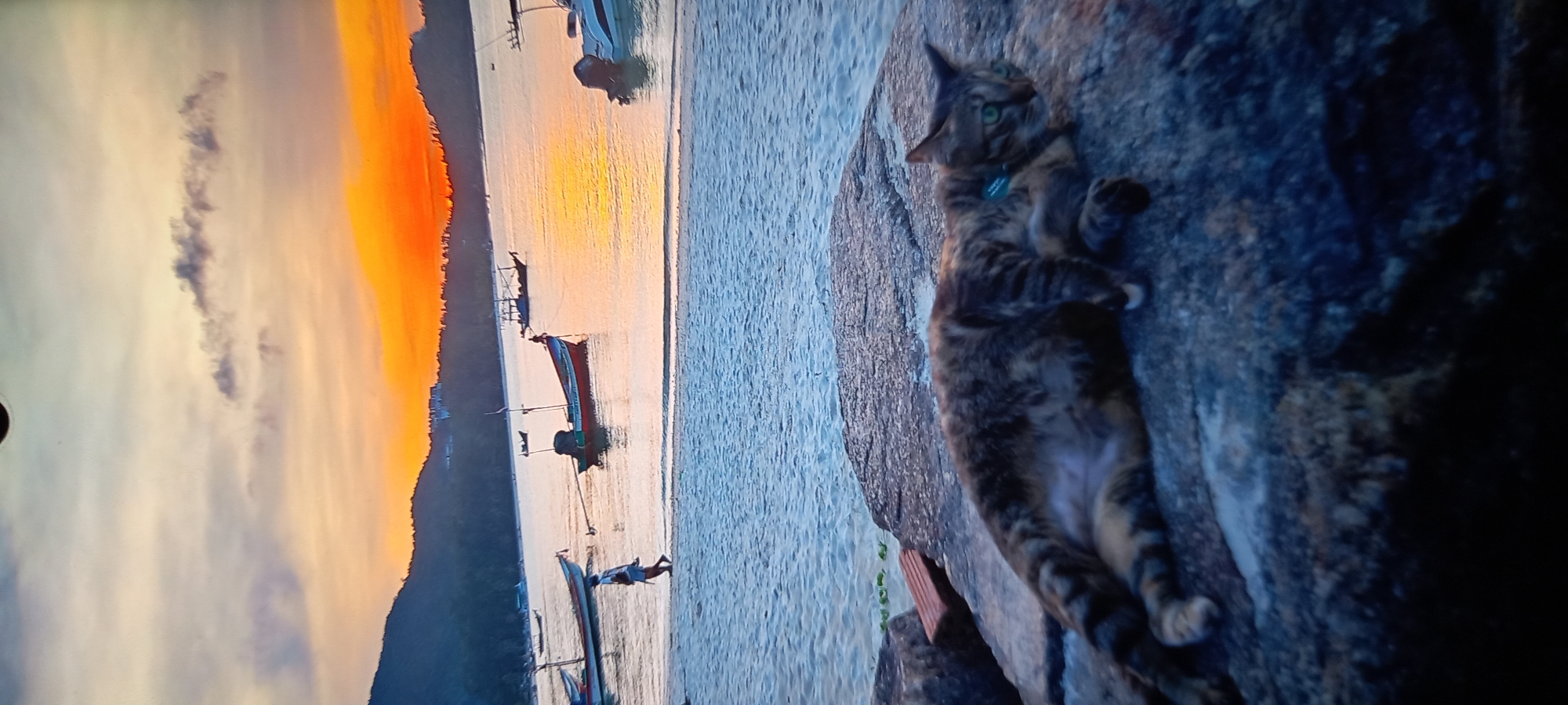 A cat lies on a dark rock outcropping. In the background are boats on the beach, and the sky has a yellow-orange sunset. This is Baan Chaloklum, Thailand.