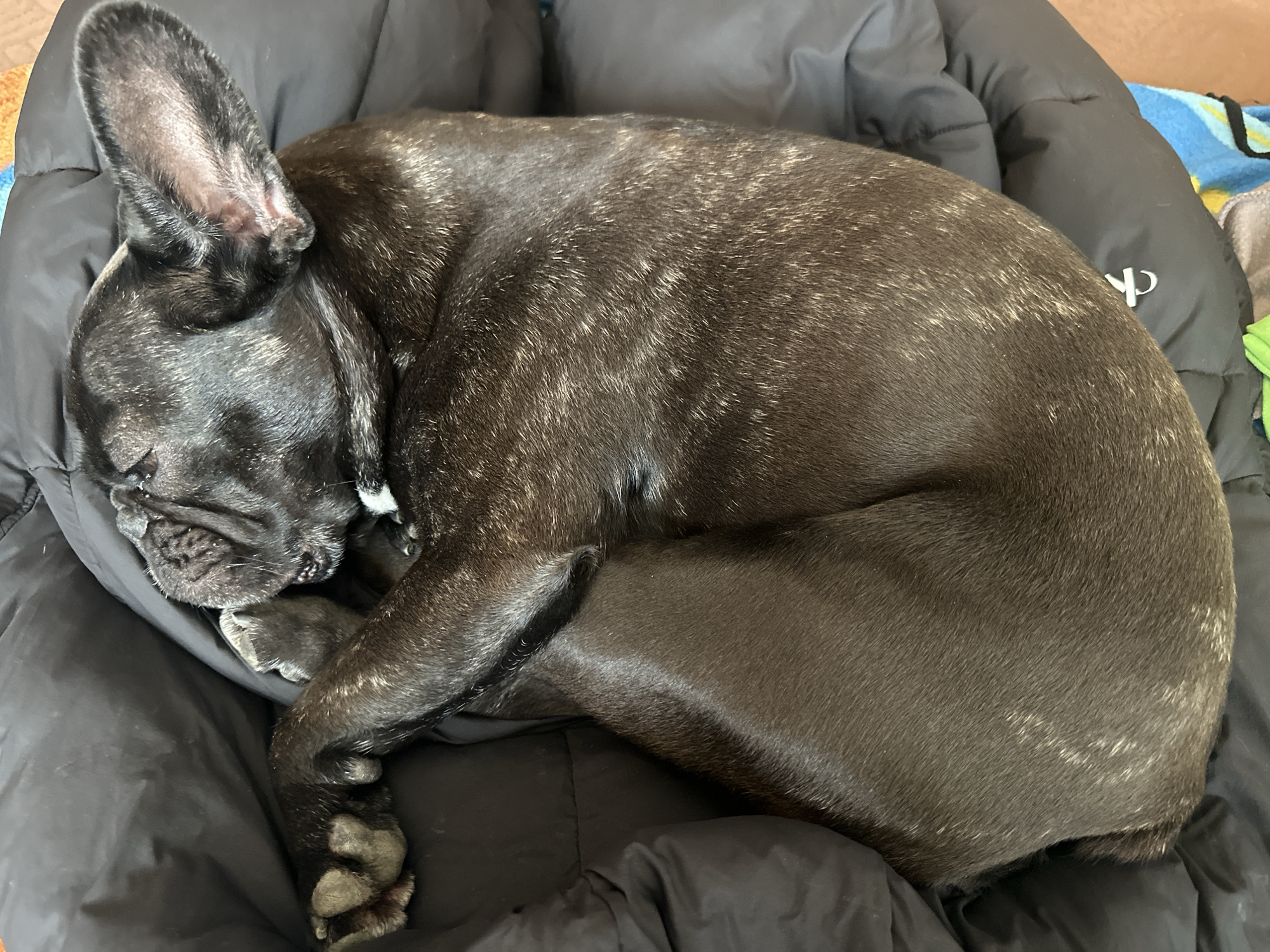 A dark brindle French Bulldog is curled up asleep in a black puffy dog bed. The dog's head is resting on its paws. A partial view of a blanket is visible in the upper right. There is no indication of the location being Plovdiv, Bulgaria.