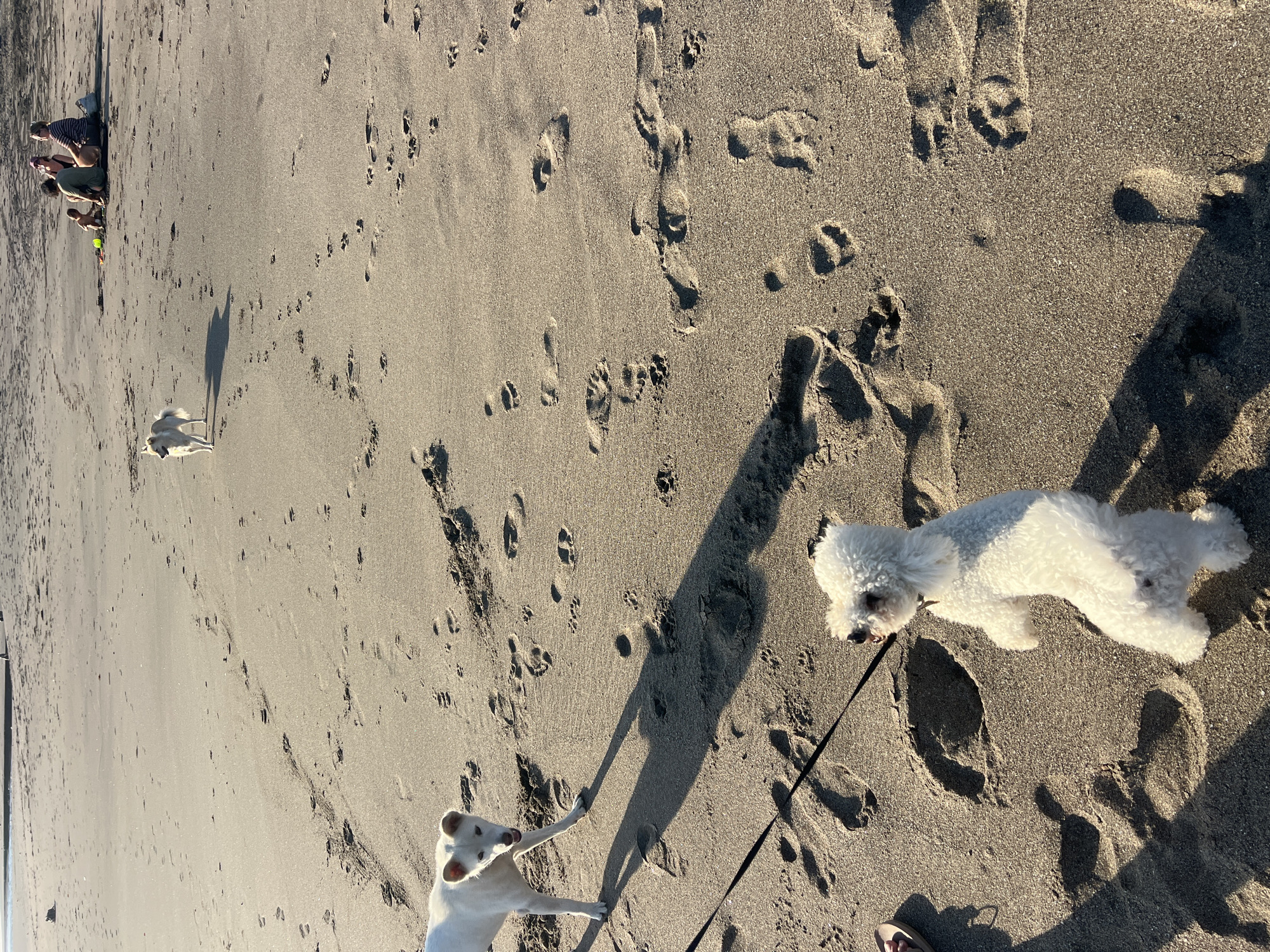 In Kediri, Indonesia, on a sandy beach, three dogs are visible. In the foreground, a small, fluffy white dog stands on its hind legs, looking towards the right. A black leash is attached to its collar, extending out of frame to the left, where a person's bare foot and sandal are visible in the lower left corner, casting a shadow. Slightly further back and to the left, a larger white dog with pointed ears is looking towards the viewer, its mouth slightly open. In the background, a tan-colored dog stands facing away from the viewer, its tail slightly raised. In the upper right of the image, four people are seated on the sand, appearing to be resting or interacting. The beach is covered in footprints, indicating recent activity. The lighting suggests it is either sunrise or sunset, with long shadows cast across the sand. The water's edge is visible in the far distance.