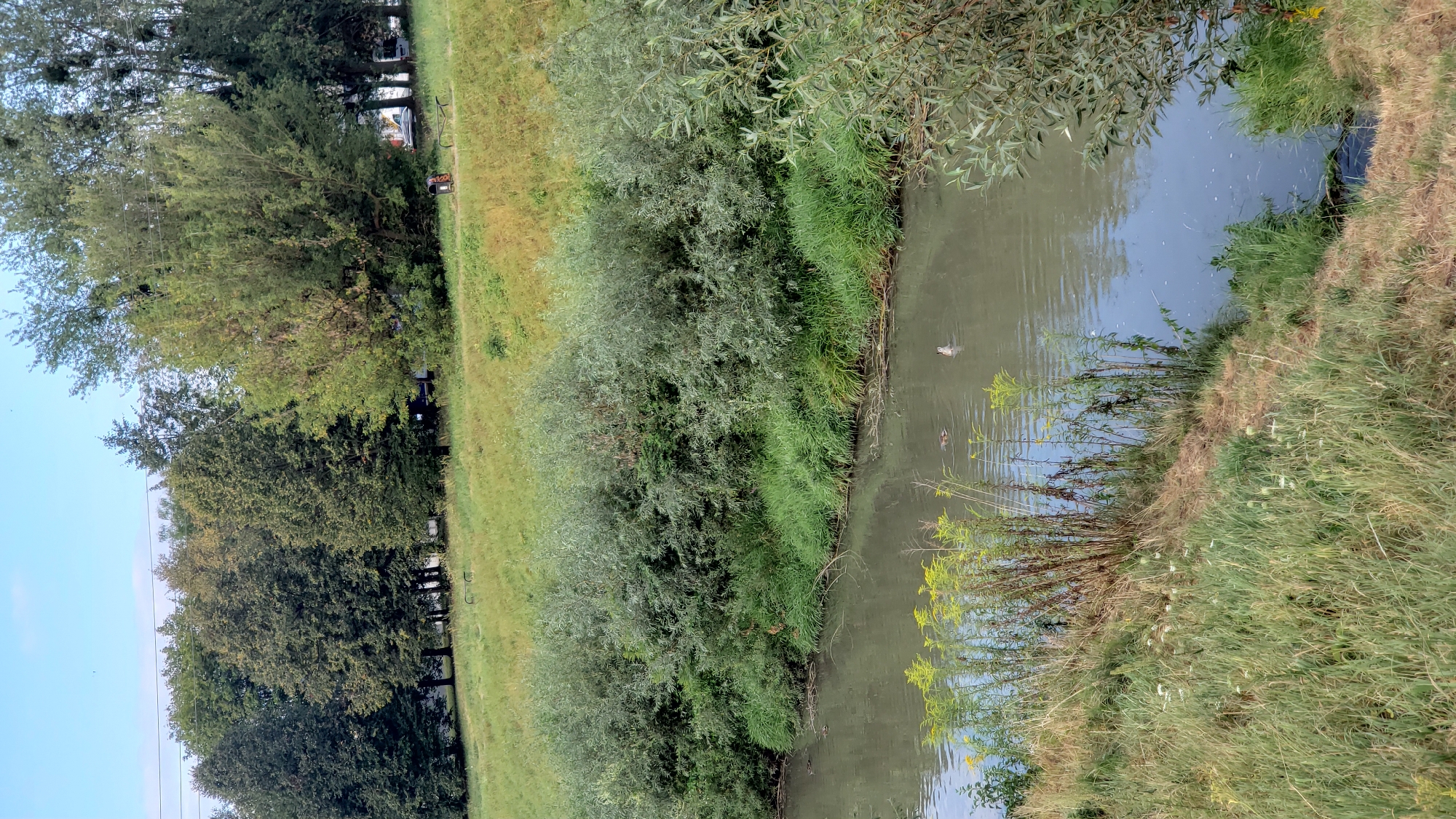 The image depicts a natural scene with a body of water, likely a river, flowing through a vegetated area. On the far bank of the river, a line of trees forms a dense backdrop, suggesting a park or natural reserve within the city of Prešov, Slovakia. The foreground features lush green grass and tall, thin plants with yellow flowers on the bank of the river. The river itself is murky and reflects the sky and surrounding vegetation. Several ducks are visible swimming in the water, with one duck dipping its head below the surface. In the distance, on the top of the hill beyond the trees, there are some man-made structures, possibly benches or a bin, and power lines are visible in the sky, indicating the presence of urban infrastructure. The overall impression is one of a tranquil natural environment coexisting with the proximity of a city.