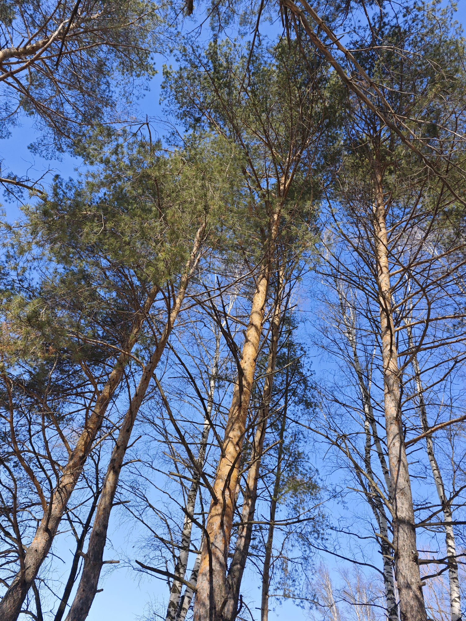 The image depicts a view looking up at a sparse forest canopy against a clear blue sky. Predominantly, there are tall pine trees with green needles visible on the upper branches. Interspersed among the pines are bare birch trees with distinctive white bark and thin, bare branches. The perspective is from the ground, looking upwards, and the location is likely Chaikovsky, Russia, as requested. There are no people visible. The scene suggests late autumn or early spring due to the mix of evergreen trees and deciduous trees without leaves.