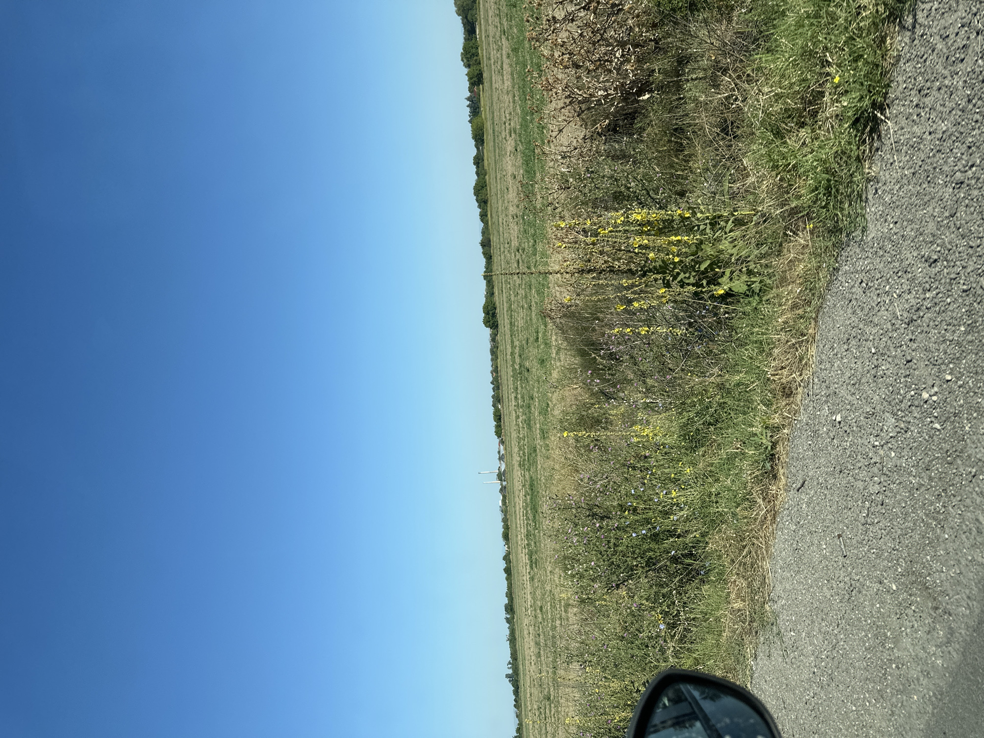 The image shows a rural landscape under a clear blue sky. In the foreground, a gray asphalt road is visible on the left, with the side mirror of a vehicle partially in frame. Beyond the road is a field of dry grass and wildflowers, including tall stalks with yellow blossoms. In the middle ground, a vast, cultivated field stretches out, appearing somewhat dry or harvested. In the distance, a line of trees borders the horizon, and beyond them, industrial structures with two tall chimneys are visible. The location is Stamboliyski, Bulgaria.