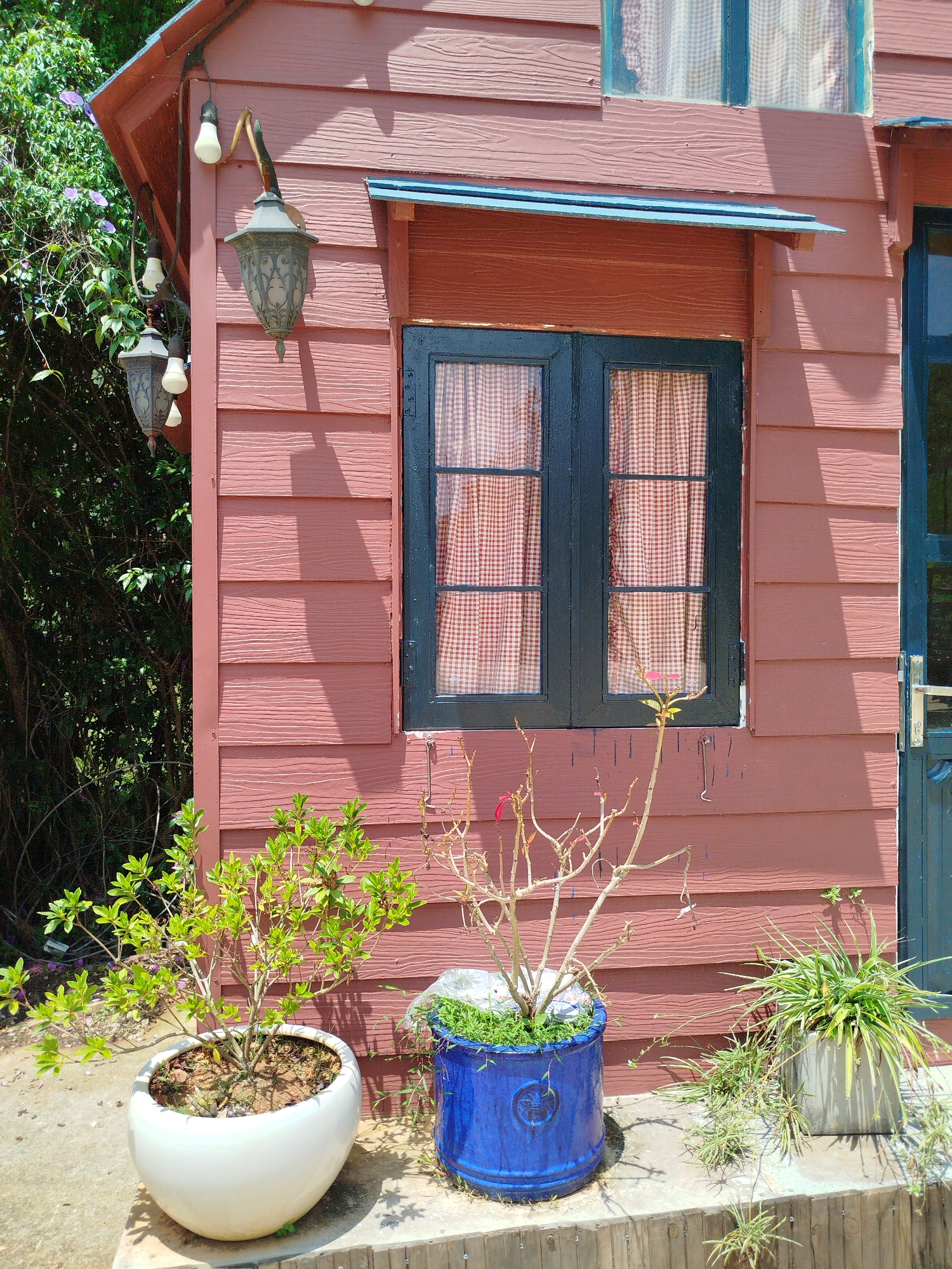A slightly high-angle shot depicts the exterior of a weathered, rustic building in Da Lat, Vietnam. The building features reddish-brown horizontally paneled walls, a dark teal window frame, and a similar color trim along the roof and window overhang. The window has a red and white checkered curtain visible inside. An ornate, antique-looking lantern hangs from the wall to the left of the window, casting a shadow down the paneling.
Three potted plants are arranged at the base of the building. The one on the left contains a healthy green shrub in a white pot, the middle contains bare branches with a few leaves and a single red flower in a blue pot, and the one on the right holds a spider plant in a gray pot. The base of the building is raised slightly with a concrete platform. Lush green vegetation can be seen growing behind the building.