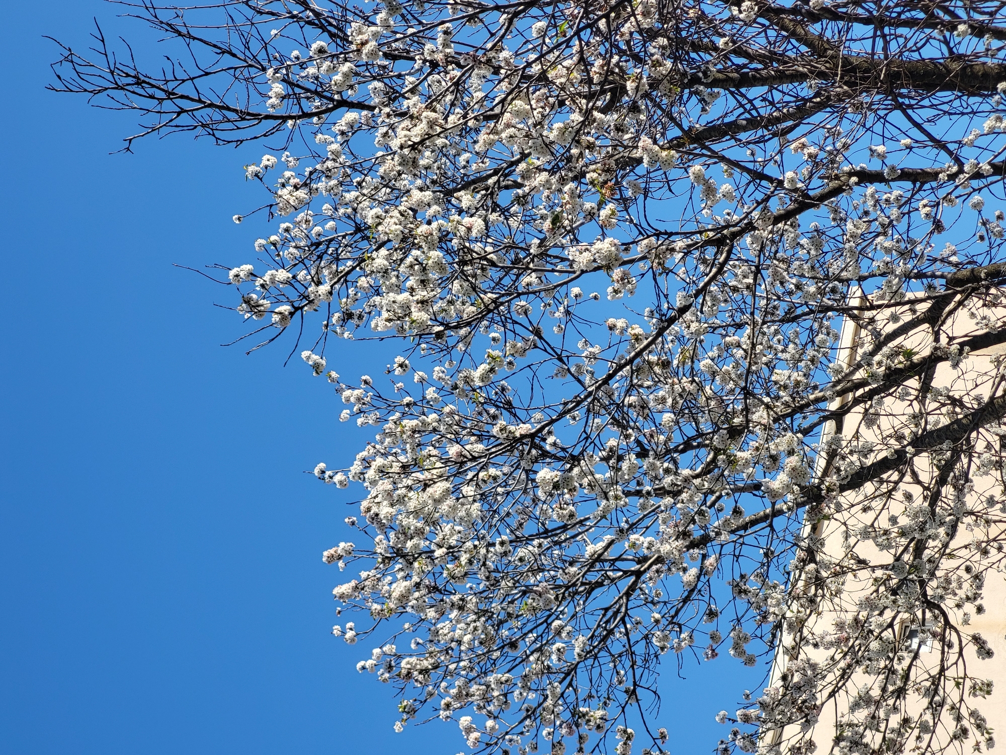 The image shows a tree in full bloom with small, white flowers against a clear blue sky. Bare branches extend from the main branches, creating a network of dark lines contrasting with the sky and flowers. The tree occupies the right side of the frame, and a corner of a building is visible behind it. The photo may have been taken in Budva, Montenegro.