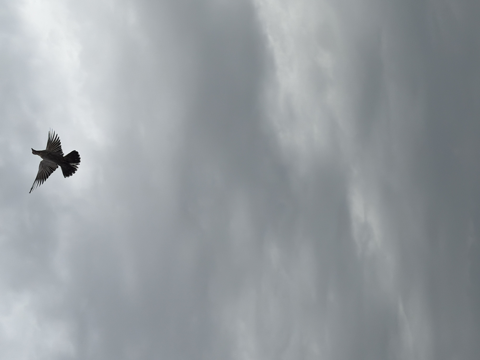 A bird flies in the sky. The sky is filled with gray clouds. The location is Igboefon, Nigeria.