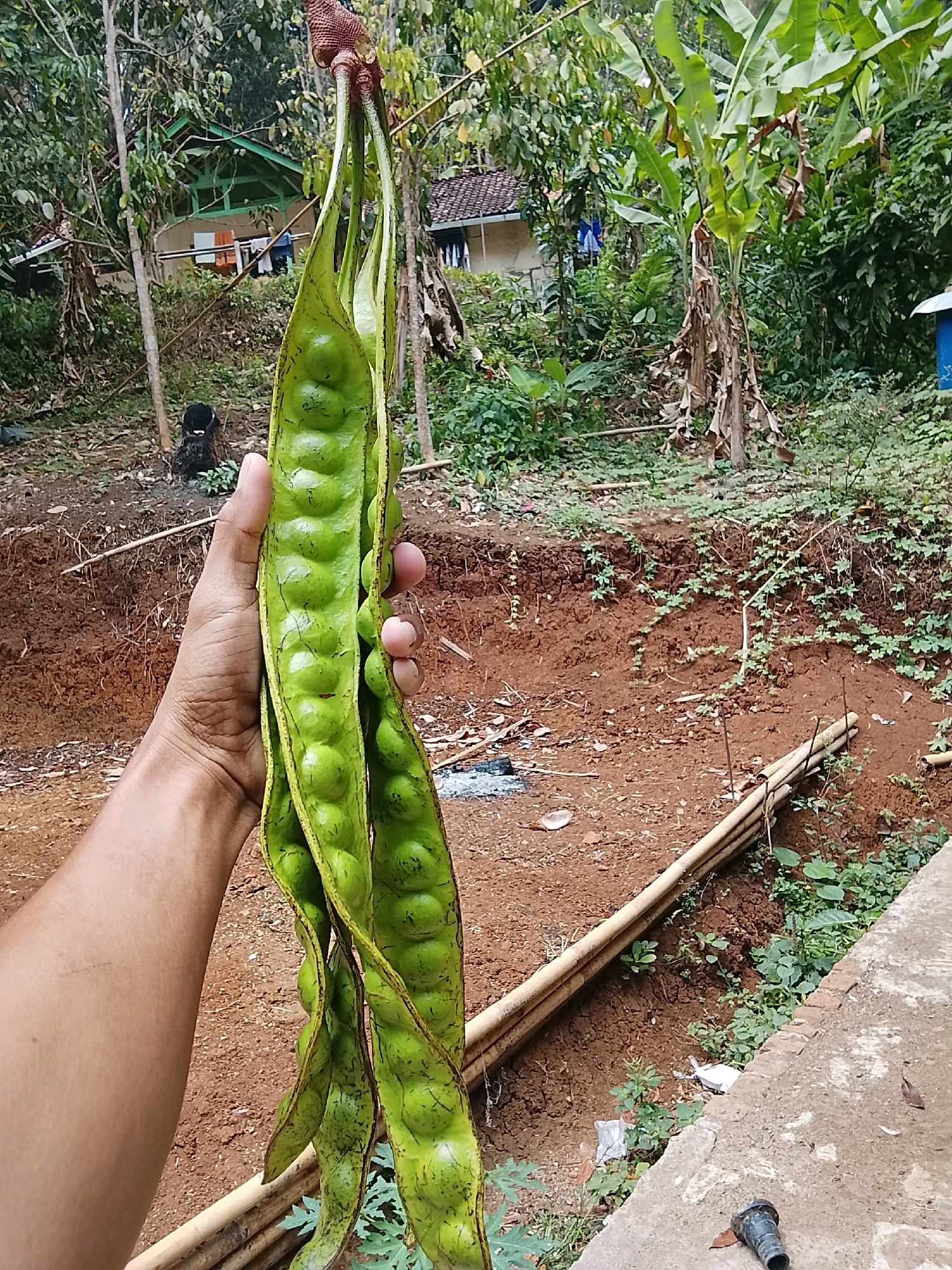 A person's left arm and hand are holding a cluster of three large, green, unripe petai pods, also known as stink beans, in an outdoor setting. The pods are long and curved, with prominent bulges indicating the seeds within. They are attached to a central stem that is topped with a reddish-brown, fibrous structure. The background features a natural environment with trees, foliage, and a small, red-tiled roof house visible among the greenery. The ground appears to be a mixture of reddish-brown soil and some scattered dry leaves. A banana tree with wilting leaves is also present. A concrete path runs along the lower right of the image. The scene is likely in a rural area, possibly a garden or backyard, given the presence of the house and vegetation. The image appears to have been taken in Kertahayu, Indonesia, as indicated by the context.