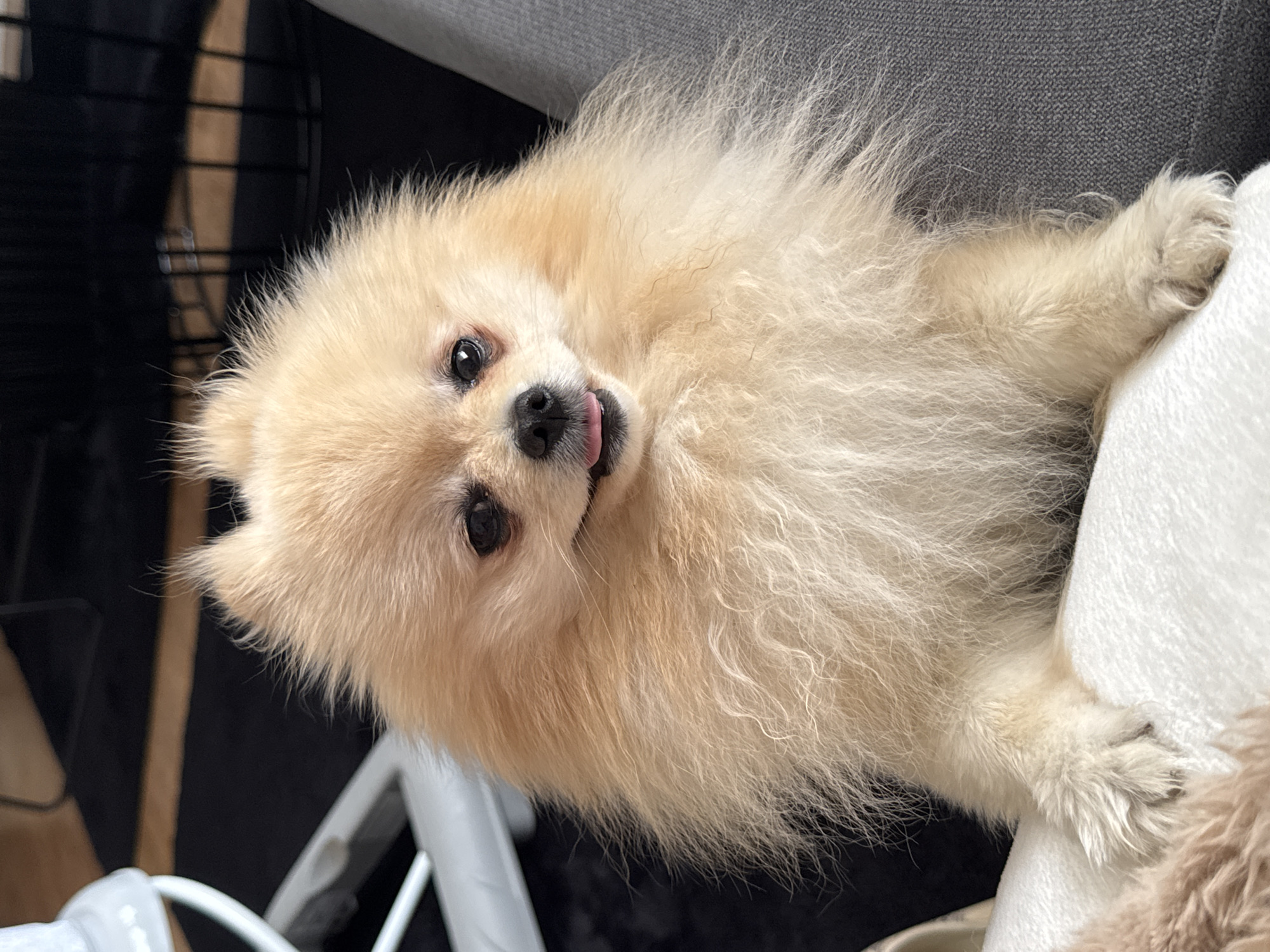 A cream-colored Pomeranian dog is positioned in front of a gray couch and a black, wire-frame object. The dog's head is tilted, and its tongue is slightly protruding. The location is in Bietigheim-Bissingen, Germany.