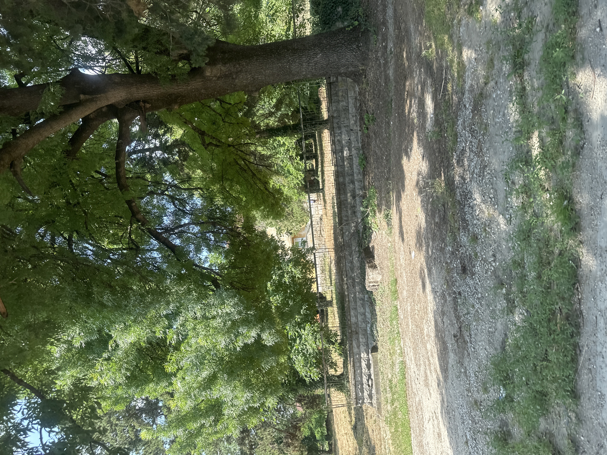 The image displays an outdoor scene dominated by a large, mature tree with lush green foliage. The tree's trunk is thick and textured, with several large branches extending outward. Beneath the tree, a gravel path is visible, with patches of grass and sparse vegetation growing alongside it.
In the background, a stone wall with decorative metal fencing runs horizontally. Beyond the wall, more trees and some buildings can be seen, suggesting a residential or park-like setting. The sunlight filtering through the leaves creates dappled shadows on the ground. The orientation of the image is such that the scene appears tilted.
The time of day appears to be daytime, with bright sunlight casting distinct shadows. The weather seems fair, with clear skies suggested by the light and shadows. The location cues point to a place with mature trees and possibly some historical or well-maintained landscaping, consistent with a park or a property in Polikraishte, Bulgaria. No people or specific activities are depicted, and there is no visible text in the image. The overall mood is tranquil and natural.