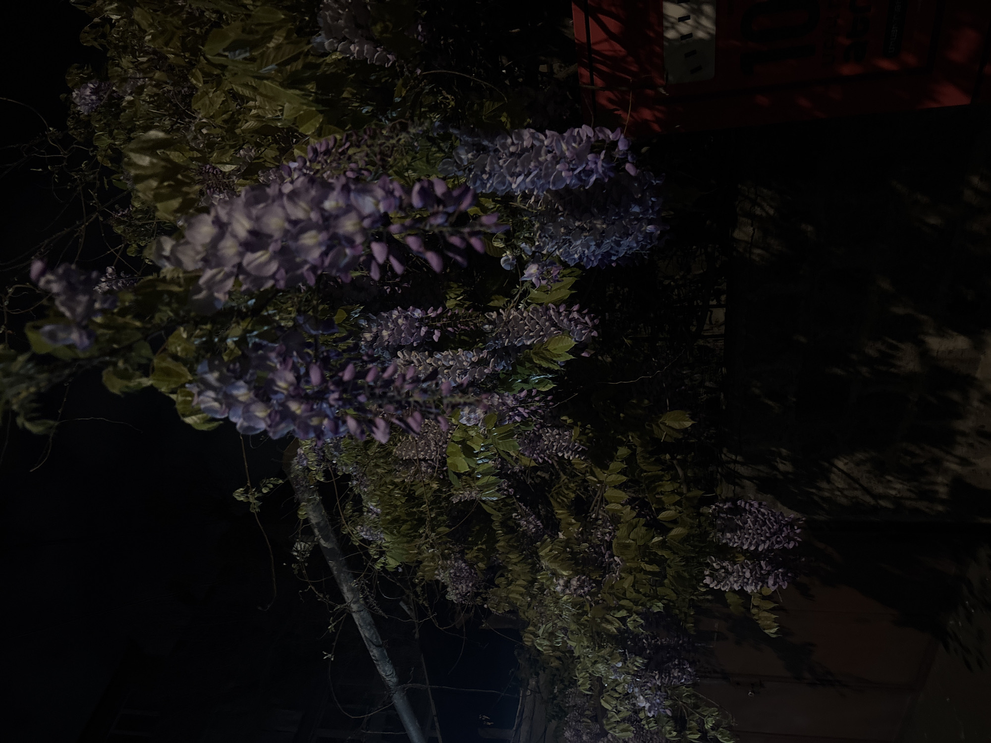 A low-angle, night-time shot shows a cluster of blooming wisteria vines cascading downward. The flowers appear in shades of purple. Above the vines is a darkened wall with shadows. A section of a building, possibly with signage, is partially visible in the upper right corner. A support pole is visible near the bottom left. The photo might be taken in Yerevan, Armenia.