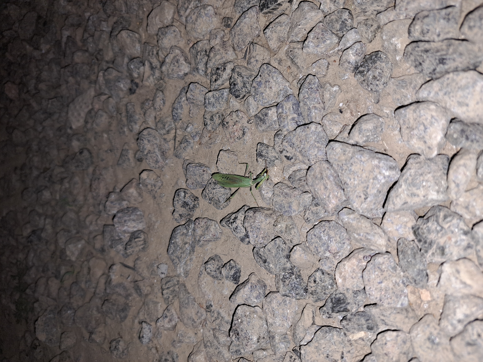 In Vypasne, Ukraine, a solitary green praying mantis is captured on a textured surface of gravel and dirt. The insect, positioned near the center of the frame, exhibits its characteristic elongated body and bent forelegs. The surrounding environment is composed of various-sized grey stones, some of which are dusted with a fine layer of soil, suggesting an outdoor setting, possibly a pathway or unpaved area. The lighting is dim, casting subtle shadows that highlight the uneven topography of the ground. There are no other visible subjects, objects, or discernible actions in the image.