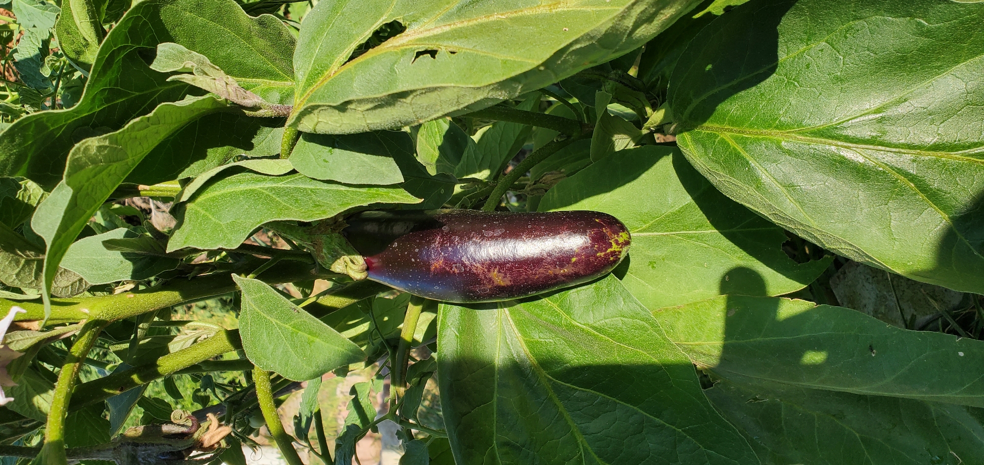 An eggplant hangs from a plant, surrounded by large green leaves. The eggplant is dark purple with lighter streaks and appears to be ripe. The leaves are broad and veined, with some areas in shadow from the sunlight. The plant is growing outdoors, with hints of other foliage and a hint of a blurred background suggesting a garden setting in Γαλλικός, Greece. The scene is captured in daylight.