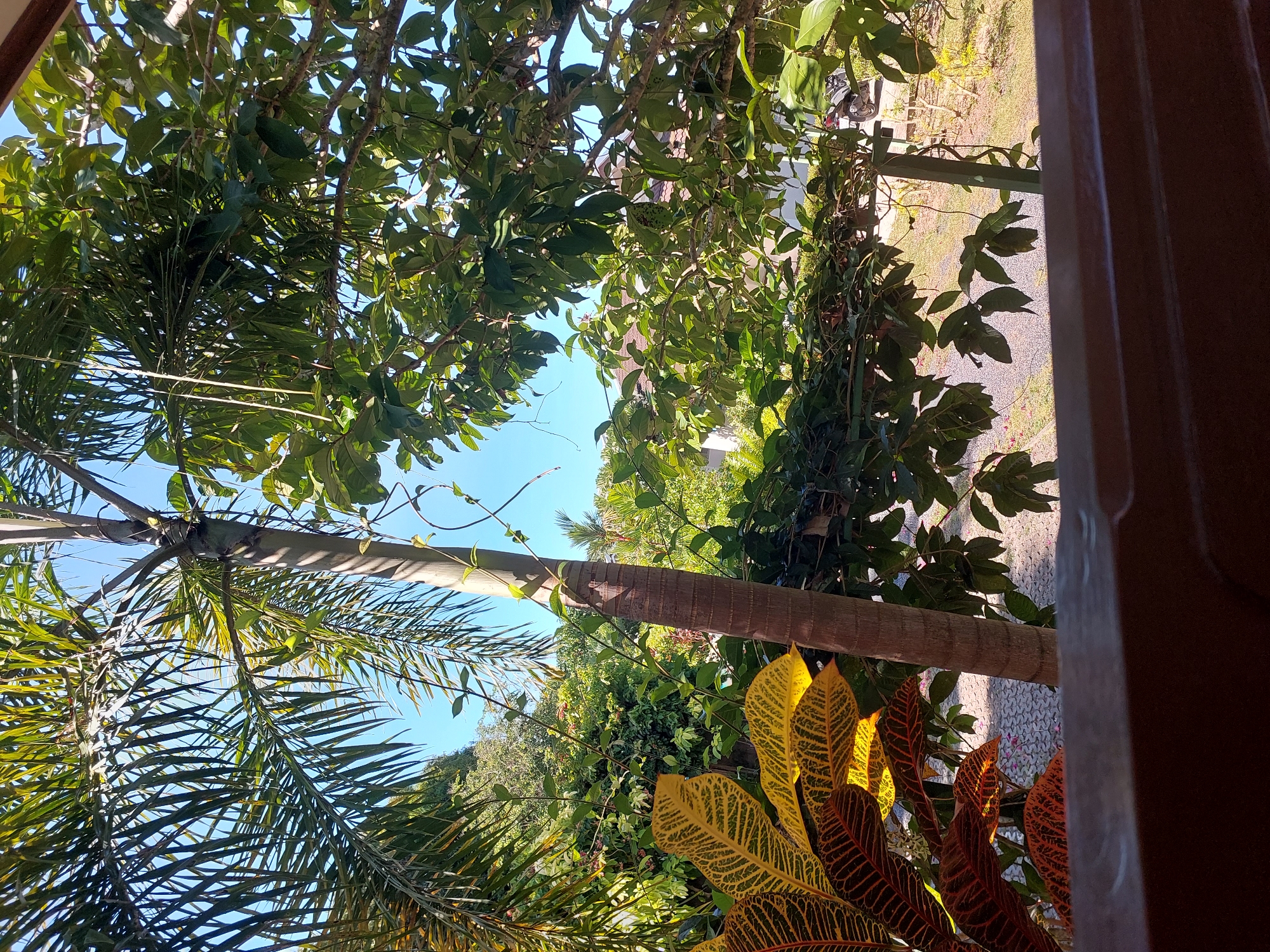 A view of lush tropical vegetation frames a bright blue sky, with a single palm tree trunk prominent in the center of the frame. The palm tree has a rough, textured bark and appears to be growing in an outdoor environment. To the left, a plant with large, vibrantly colored leaves, featuring yellow, orange, and dark red patterns, is visible. Further back, a dense arrangement of green foliage from various trees and plants fills the middle ground, creating a sense of depth and lushness. A thin vine, with small green leaves, is seen climbing up the palm tree trunk and extending into the surrounding branches. The background reveals hints of buildings with reddish-brown roofs and a paved area, possibly a driveway or walkway, with scattered small pink flowers. A motorcycle is partially visible on the right side of the image, suggesting the presence of a residential or communal area within Baan Mae Nam, Thailand. The overall scene depicts a sunny day in a tropical setting, characterized by abundant plant life and a clear sky.