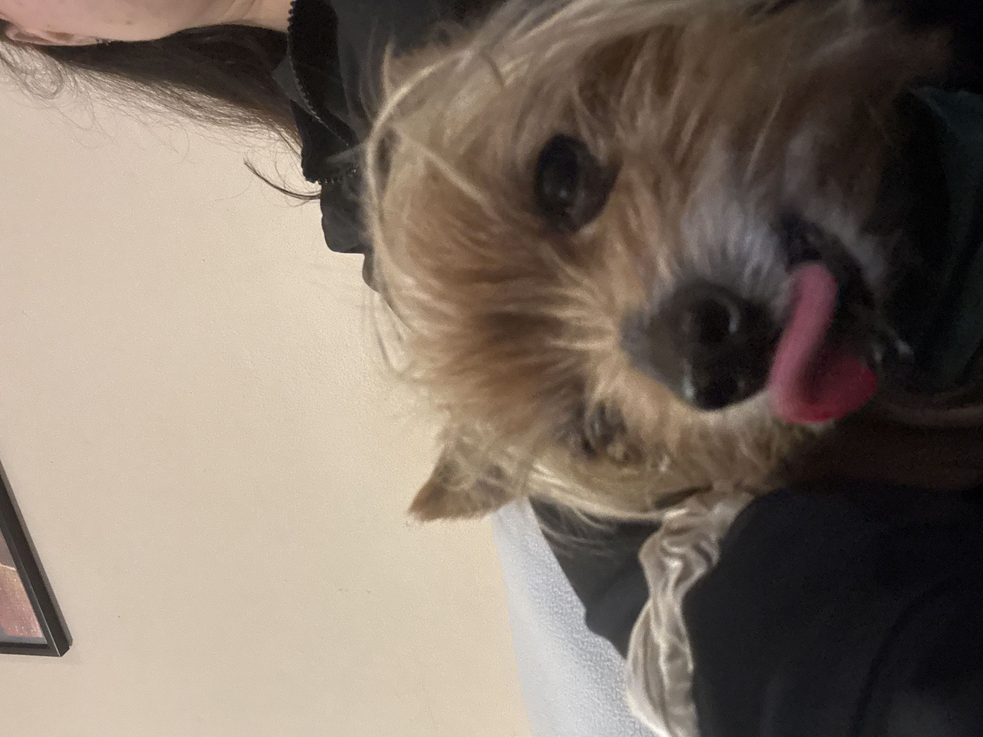 A close-up, low-angle indoor shot captures a small, shaggy-haired dog being held by a person. The dog, likely a terrier breed with light brown and blonde fur, is the central subject, looking directly towards the camera with its dark eye prominent. Its pink tongue is playfully sticking out to the right side of its face.
In the upper left corner, the partial view of a person's head with long, dark hair is visible, indicating they are holding the dog. The person appears to be wearing dark clothing. The background is a plain, light beige or off-white wall. A dark-framed object, possibly a picture, is partially visible in the bottom-left corner of the image against the wall. A light-colored, textured fabric or clothing item is also visible around the dog, blending with the person's dark attire.
The image conveys a playful or affectionate moment between the dog and the person, with the dog exhibiting curiosity or excitement. There is no visible text. The location context provided is Burgas, Bulgaria.