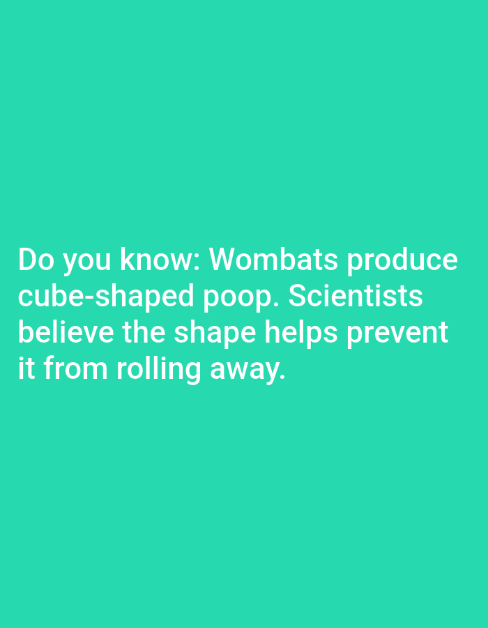 A digital image displays a solid teal background with white text. The text reads: "Do you know: Wombats produce cube-shaped poop. Scientists believe the shape helps prevent it from rolling away." The text is centrally aligned and fills the lower half of the image. There are no people, objects, or environmental details present.