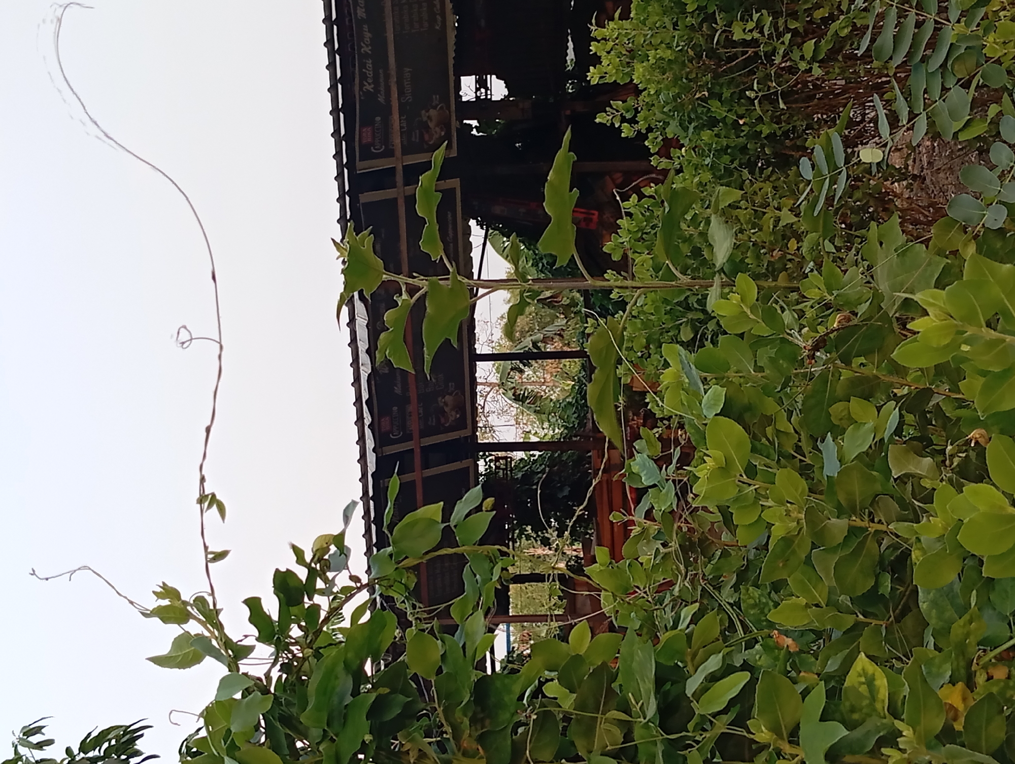 In the city of Karang Jati, Indonesia, an outdoor cafe with a corrugated iron roof is visible behind a dense arrangement of lush green foliage. Several chalkboards with menus are mounted beneath the roof. The sky above is a pale, overcast white.
