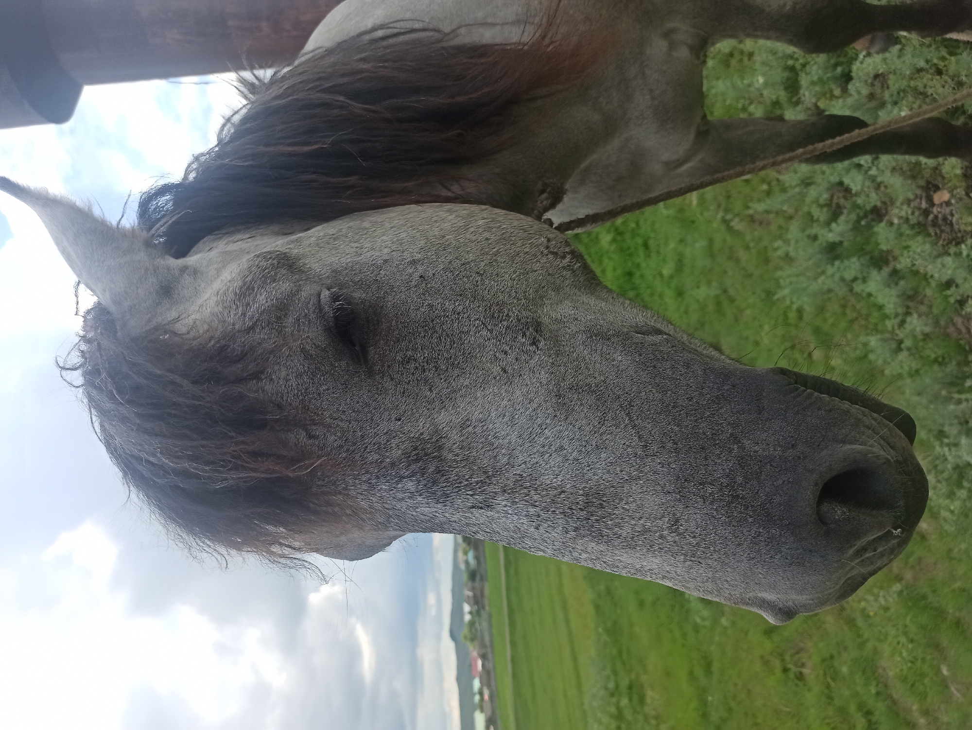 The image shows a close-up of a grey horse's head. The horse's mane is dark brown and somewhat windswept. Its eye is visible, and the skin around it appears somewhat weathered. The horse's muzzle is dark and moist, with a rough texture. A rope is visible, tied around the horse's neck, suggesting it is tethered or being led. The background consists of a blurred green field under a cloudy sky, with hints of distant buildings and trees, indicating a rural setting. The overall lighting suggests it is daytime, possibly late afternoon or early evening, given the soft light. The image is oriented vertically. The horse appears calm or perhaps slightly tired. No text is visible in the image.