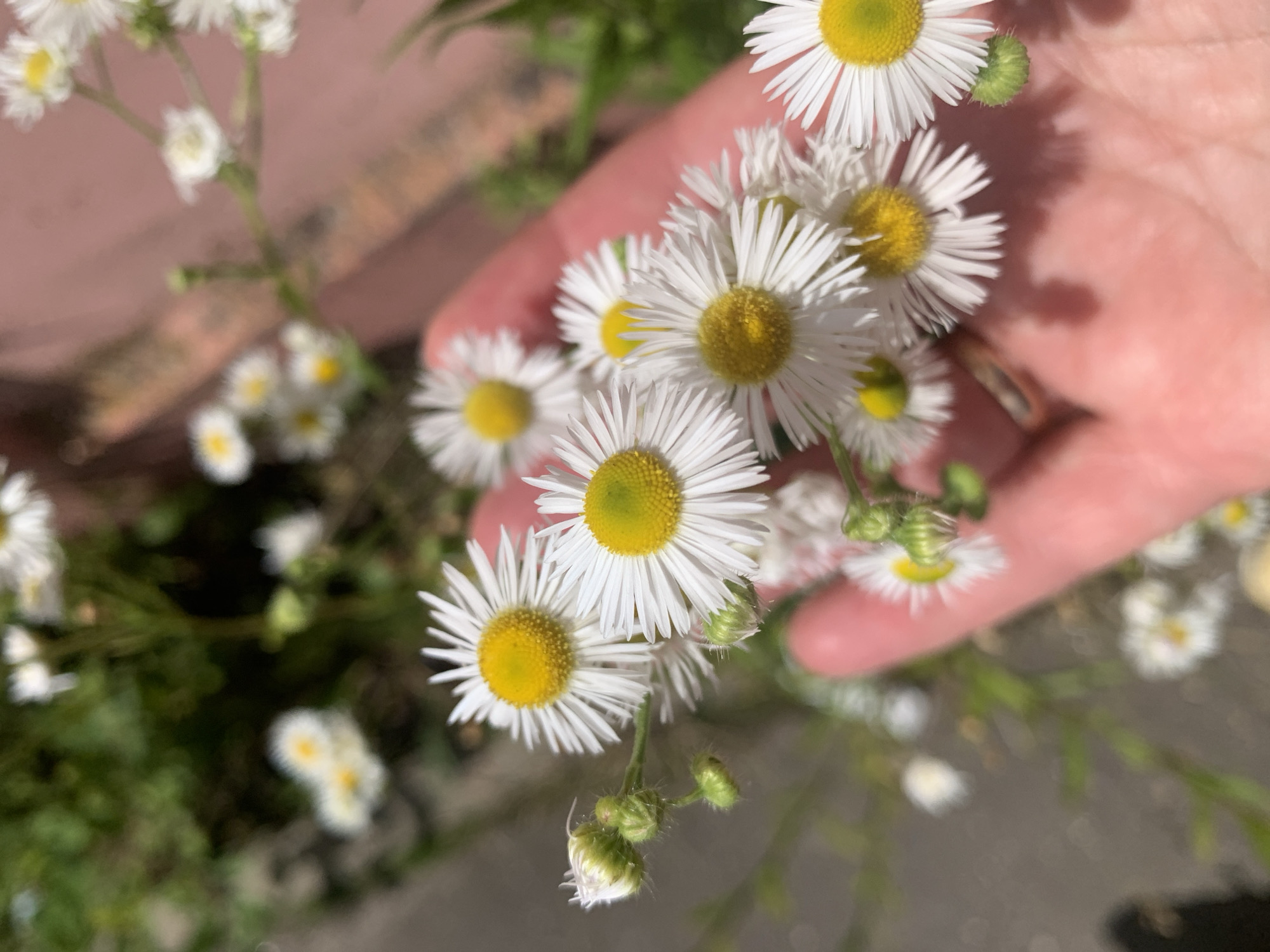 A close-up, handheld shot shows a cluster of small, white daisies with yellow centers being held in a person's hand. The daisies are in focus, while the background, which appears to be a garden area with green foliage and a reddish-brown textured surface, is blurred. The hand, with visible skin texture and subtle pink tones, gently supports the flowers. Several buds are also visible among the blooms. The image is taken outdoors, likely in a park or garden setting in Kapyĺ, Belarus, as suggested by the available context.