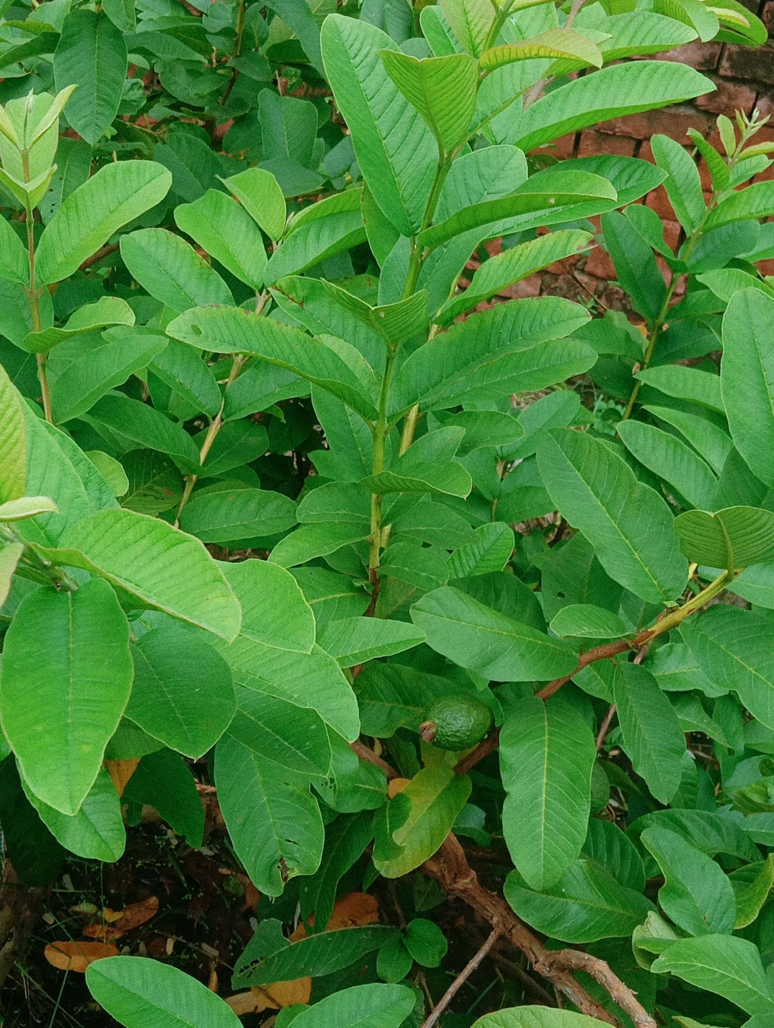 The image shows a close-up view of a guava tree with dense green foliage and branches. A small, unripe guava fruit is visible on one of the branches. The background consists of out-of-focus reddish-brown bricks, suggesting a wall or structure nearby. The ground below is dark and appears to have some fallen leaves. The lighting is natural, and the focus is sharp on the leaves and fruit. The image was taken in Chahania, India.
