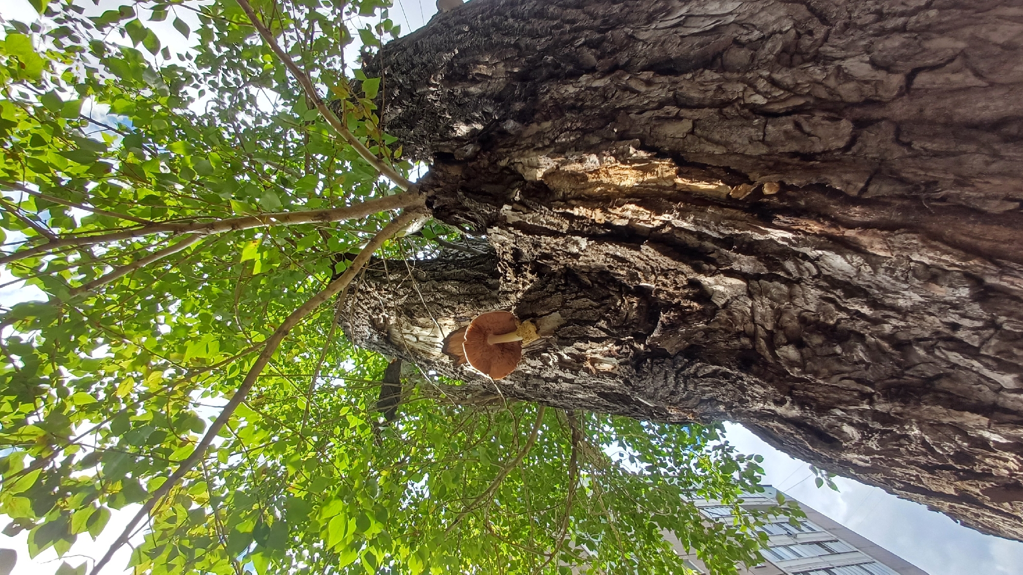 A low-angle shot looking up at a large tree with rough, dark bark and vibrant green leaves. A single, tan mushroom with gills is growing on the side of the tree trunk, positioned on the left side of the frame. The sky, partially obscured by the foliage, appears bright and possibly cloudy. The edge of a building with a row of windows is visible on the far left side of the image. The scene is likely located in the city of Izhevsk, Russia, given the context. There are no people or animals visible in the image. The overall impression is a close-up view of nature within an urban setting.