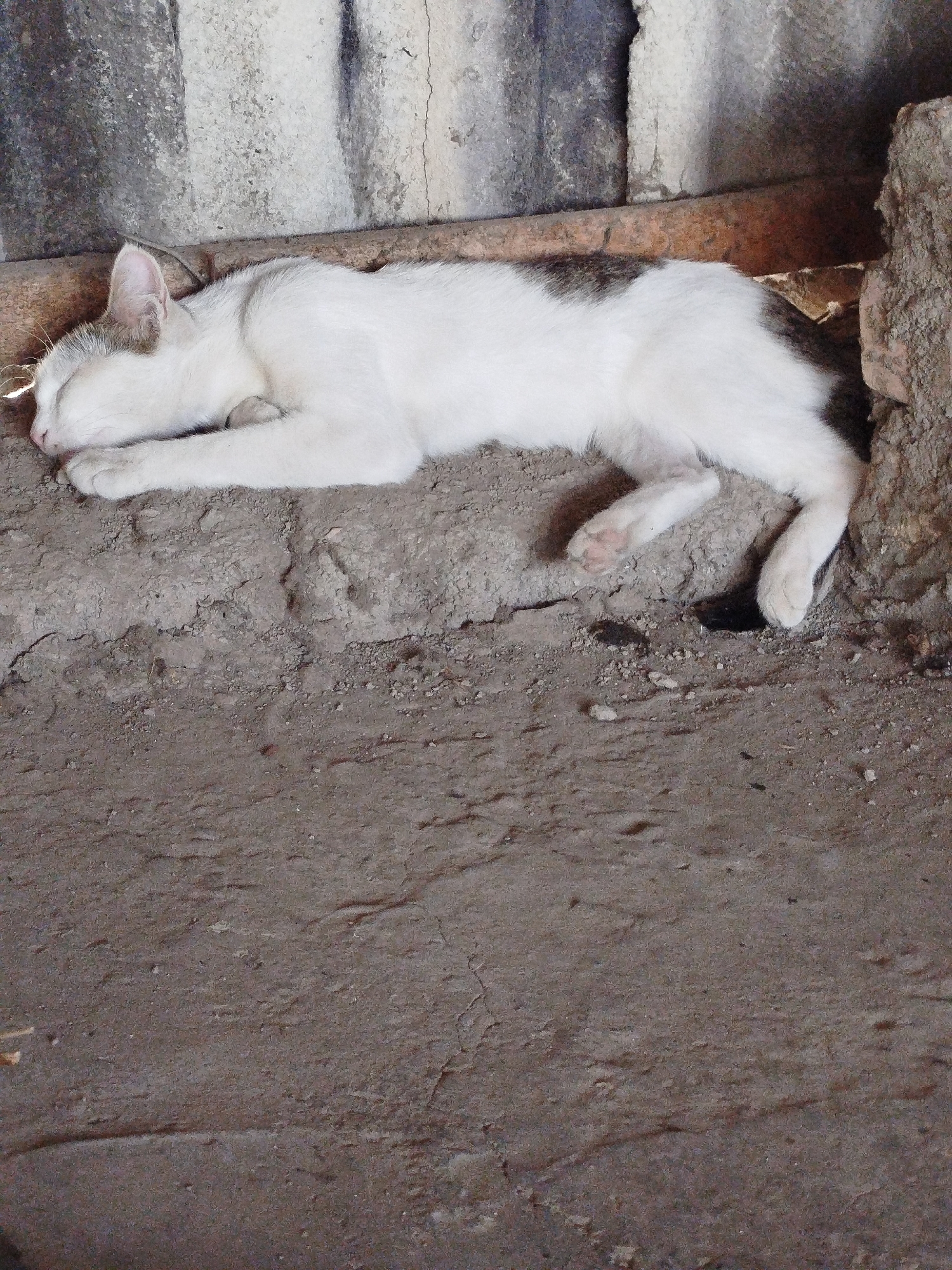A white cat with grey patches is sleeping on a dusty ground. The cat is lying on its side, curled up. The background consists of a weathered concrete wall and some loose bricks. The overall scene appears to be an outdoor, urban environment, possibly a neglected alleyway or construction site in Кызыл-Булак, Kyrgyzstan.