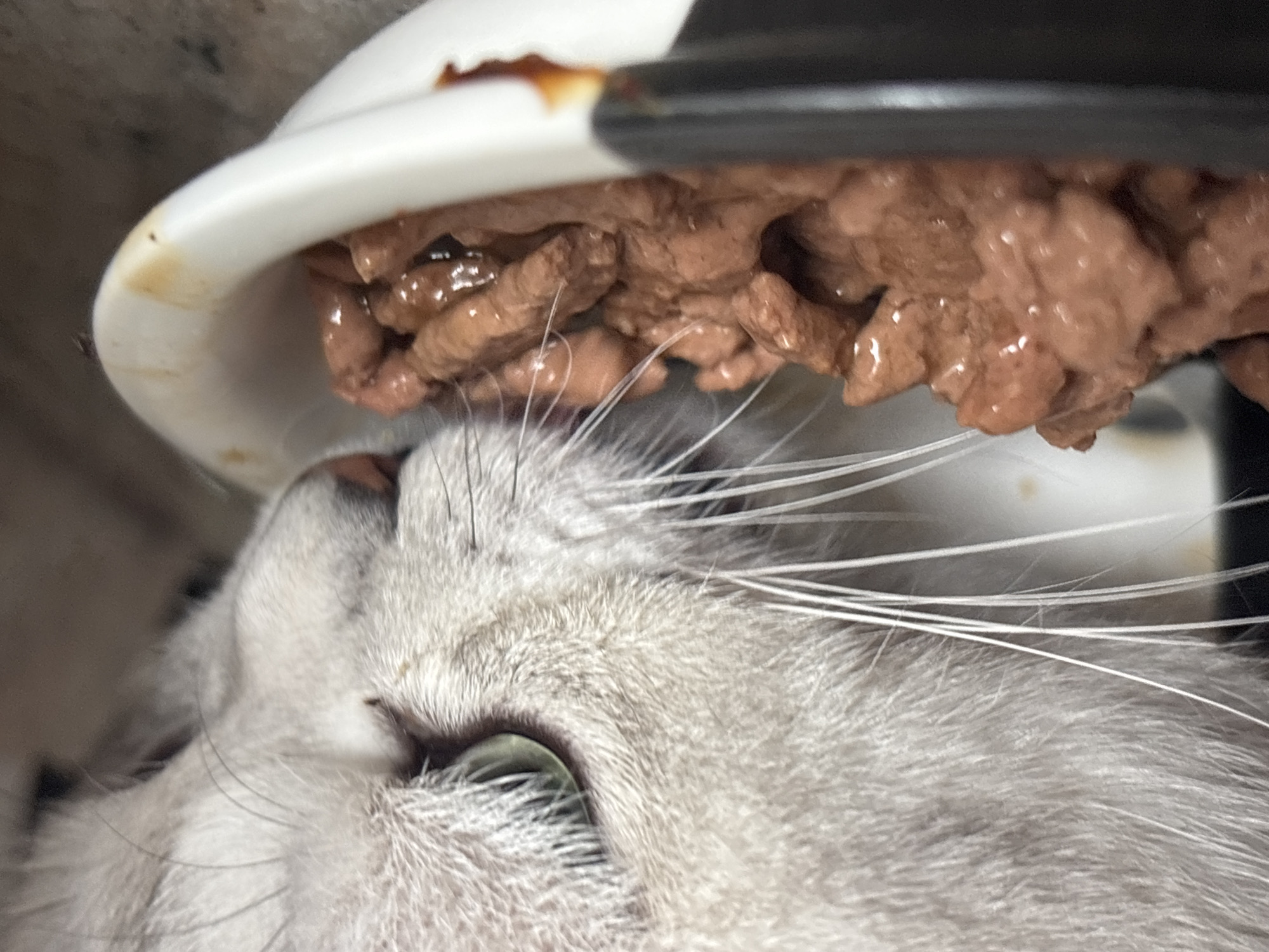 The image shows a close-up of a light gray cat eating from a white bowl of wet cat food. The cat's face is in focus, with its green eye visible. The food appears to be small pieces of meat in a gravy. The background is blurred and out of focus. This image was taken in Orihuela, Spain.