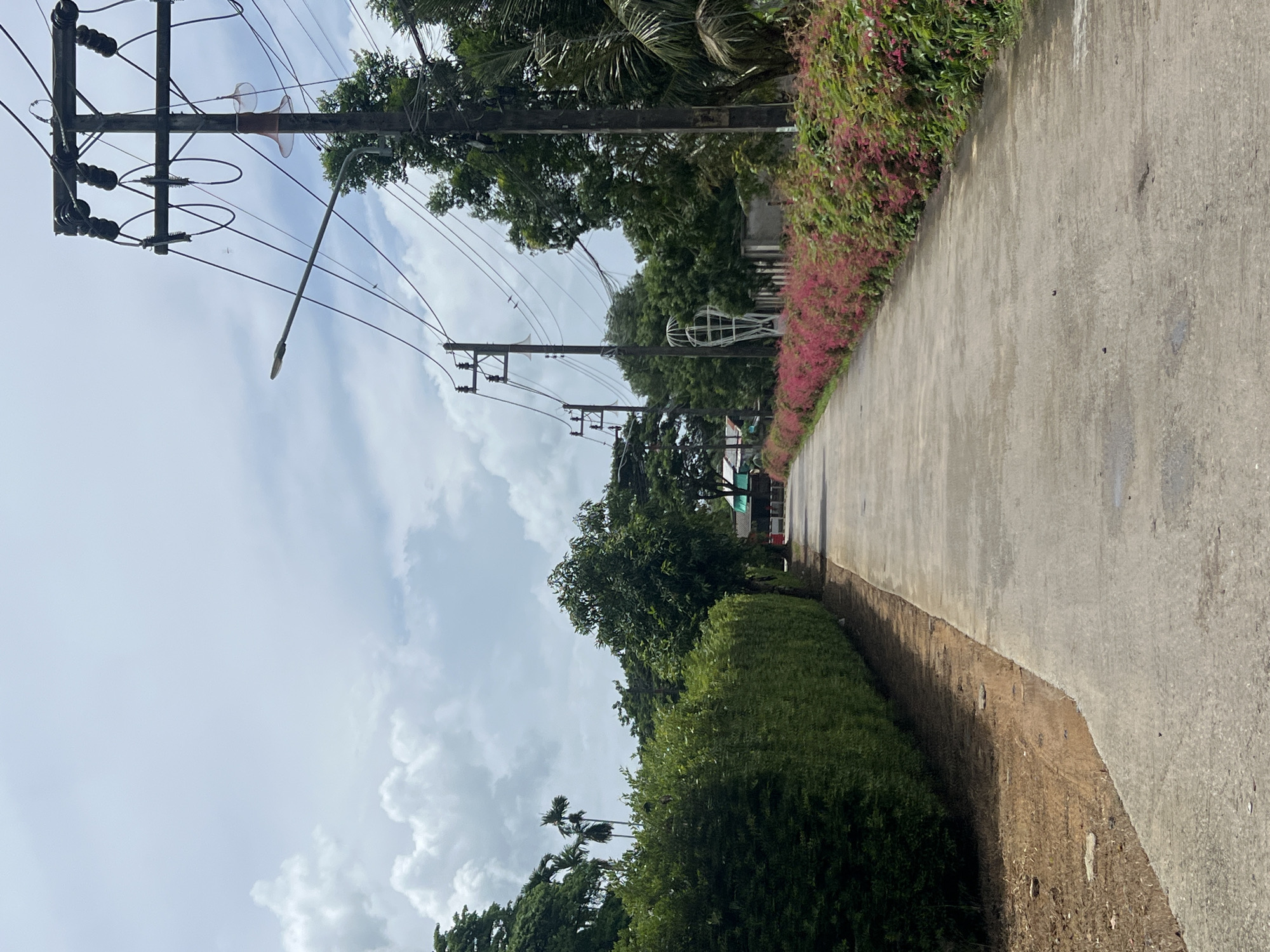 The image depicts a concrete road in Pa Khlok, Thailand, lined with a dense green hedge on the left and a vibrant pink flowering bush on the right. Overhead, power lines are supported by wooden poles, with a streetlamp also visible. The sky is partly cloudy, with large white cumulus clouds against a pale blue background. Trees are scattered throughout the scene, and in the distance, a white, cage-like sculpture stands amidst the vegetation. The overall impression is a rural or suburban street scene under a bright, overcast sky.