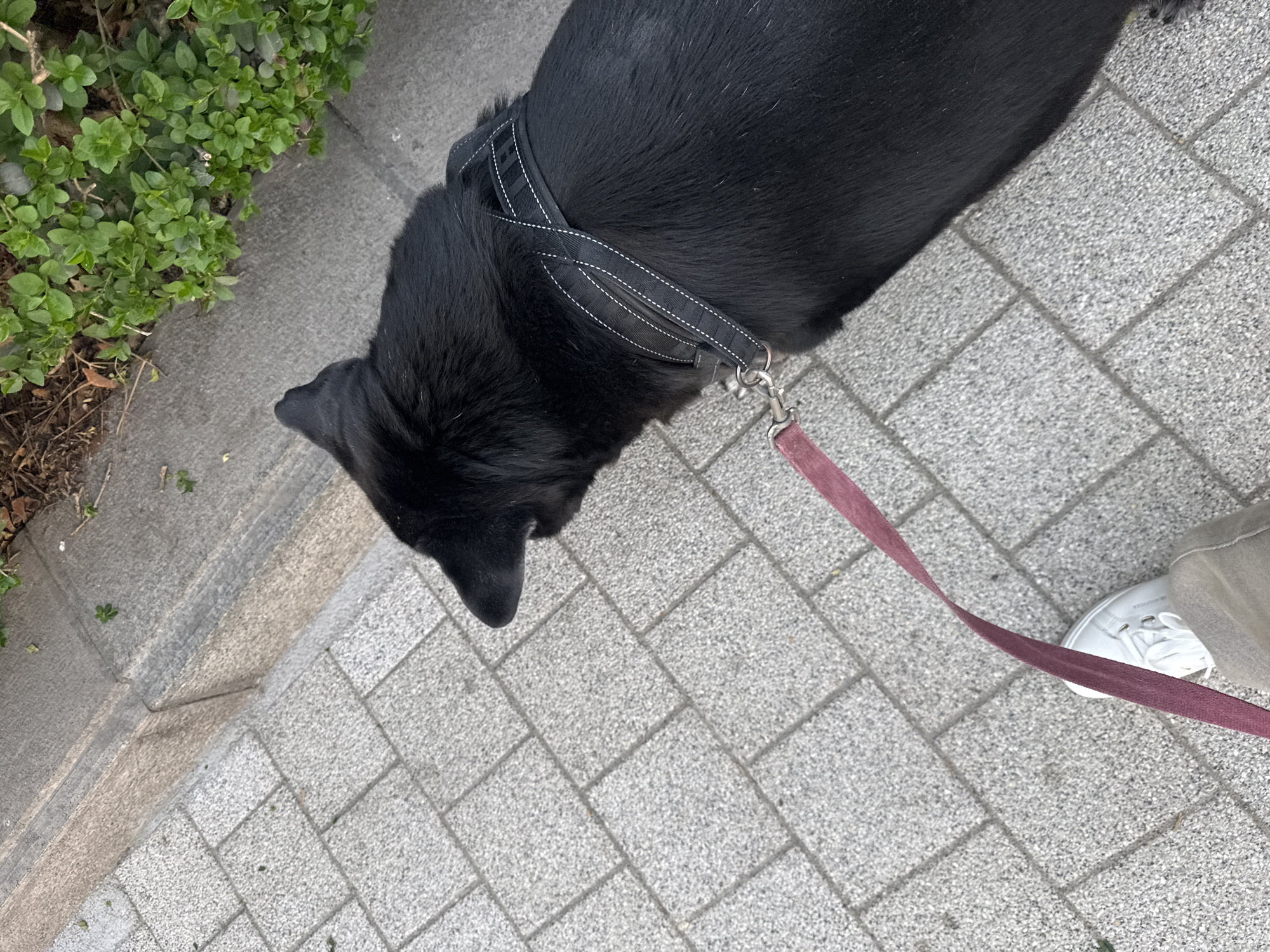 The image, captured from an overhead perspective, shows a black dog being walked on a leash outdoors. The dog, a large black breed with dense fur, is positioned centrally, facing slightly downwards and to the left. It wears a black harness featuring white stitching and a patterned texture. A dark red or maroon leash is attached to the harness, extending towards the lower right corner of the frame.
Partially visible in the bottom right is a human's foot, wearing a white sneaker with white laces and light-colored trousers, holding the leash. The ground consists of grey rectangular paver stones, forming a structured pattern, indicative of a sidewalk or pedestrian path. Along the left edge of the image, there is an area of lush green bushes and foliage, suggesting a garden bed or natural strip alongside the path. Some dirt and dry leaves are visible beneath the greenery.
The lighting appears to be natural and diffused, indicating daytime, possibly an overcast sky, as no strong shadows are cast. The scene depicts a calm outdoor activity. There is no visible text in the image. The setting is an urban or suburban outdoor environment, consistent with a location such as Sofia, Bulgaria.