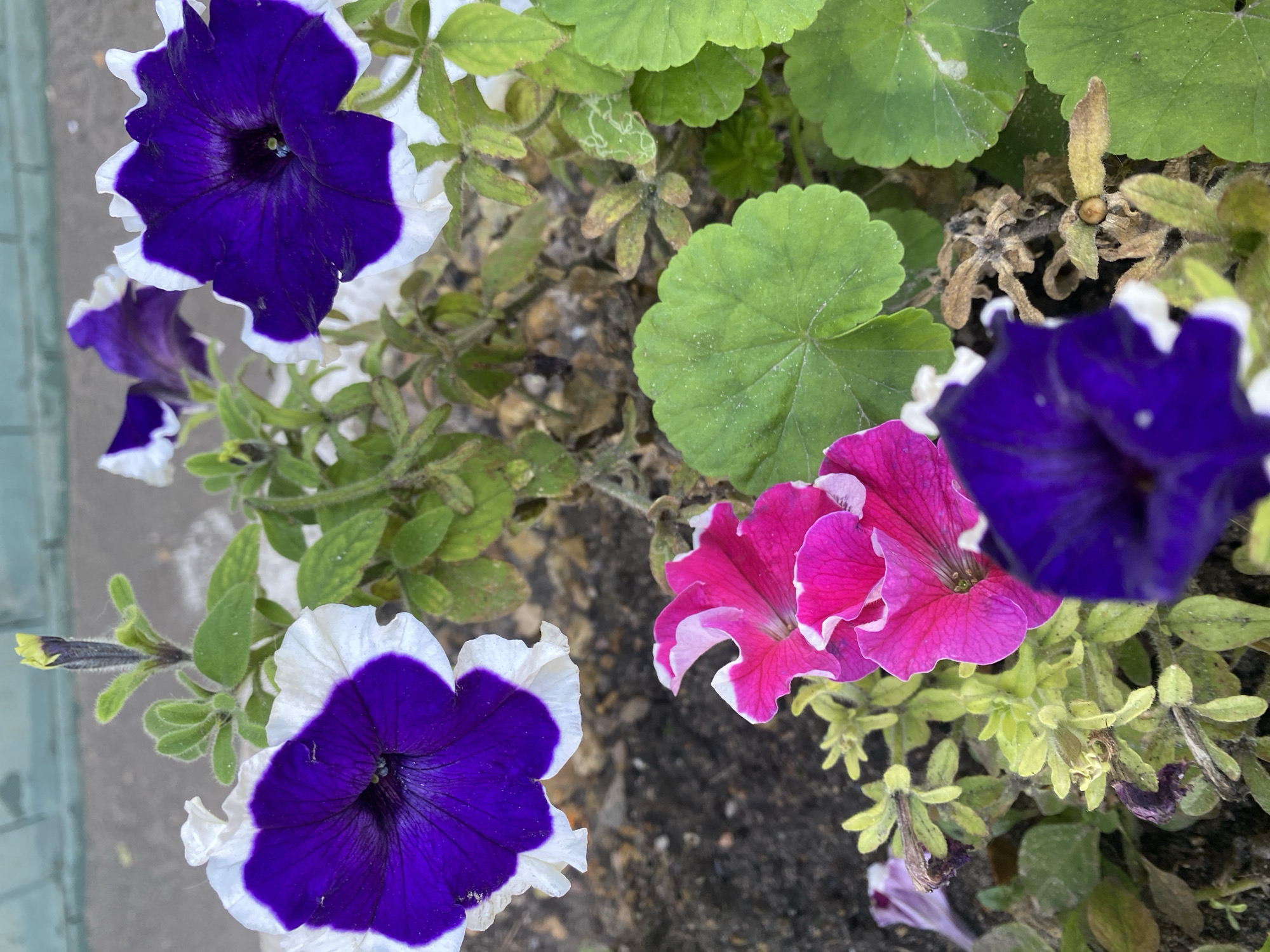 The image shows a close-up view of a flower bed in Ivanteyevka, Russia. The flower bed contains several petunias with vibrant purple and white petals, as well as pink and white petals. There are also some green leaves from other plants visible. The ground is covered with dark soil and some gravel. The lighting suggests it is daytime, and the overall scene depicts a natural outdoor environment.