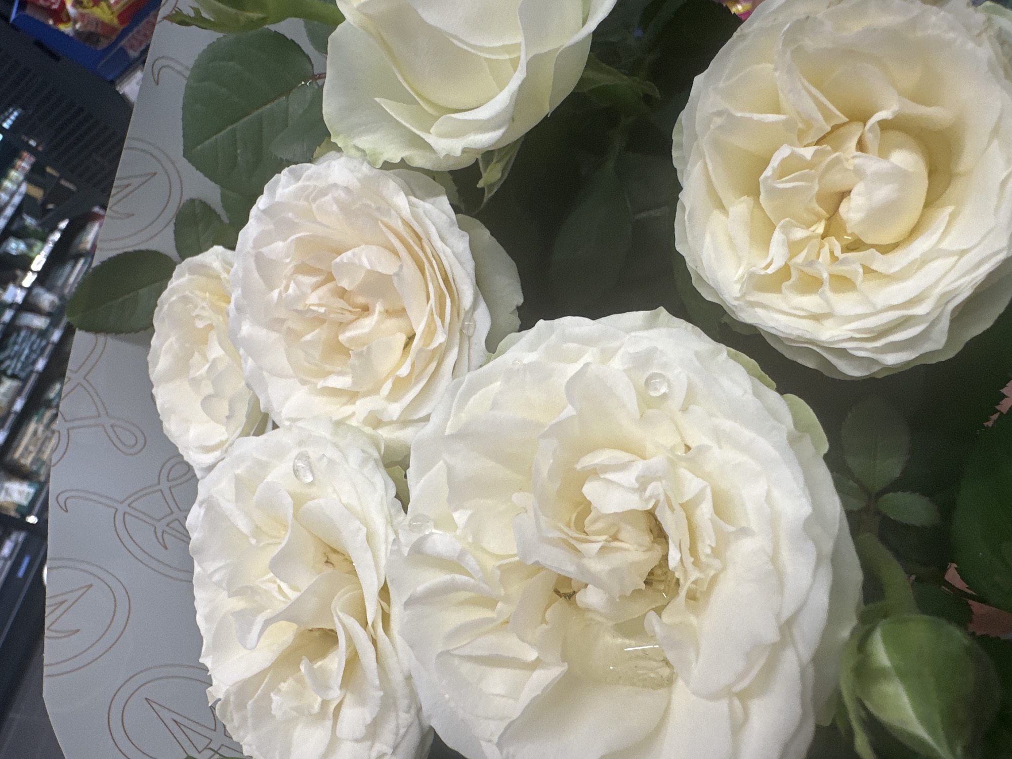 A close-up, overhead shot features a bouquet of lush, white roses, their petals layered and unfurling. Some roses show dew drops, hinting at freshness. The background is a mix of dark green foliage, and a partially visible patterned wrapping paper in pale gray with subtle gold circular motifs. To the left, a blue plastic basket, possibly a shopping basket, is visible, containing blurred items that appear to be packaged goods, suggesting a retail or market setting. The overall mood is serene and elegant, highlighting the natural beauty of the roses. The image appears to be taken indoors, with artificial lighting likely contributing to the bright illumination of the flowers. No text is clearly discernible in the image.