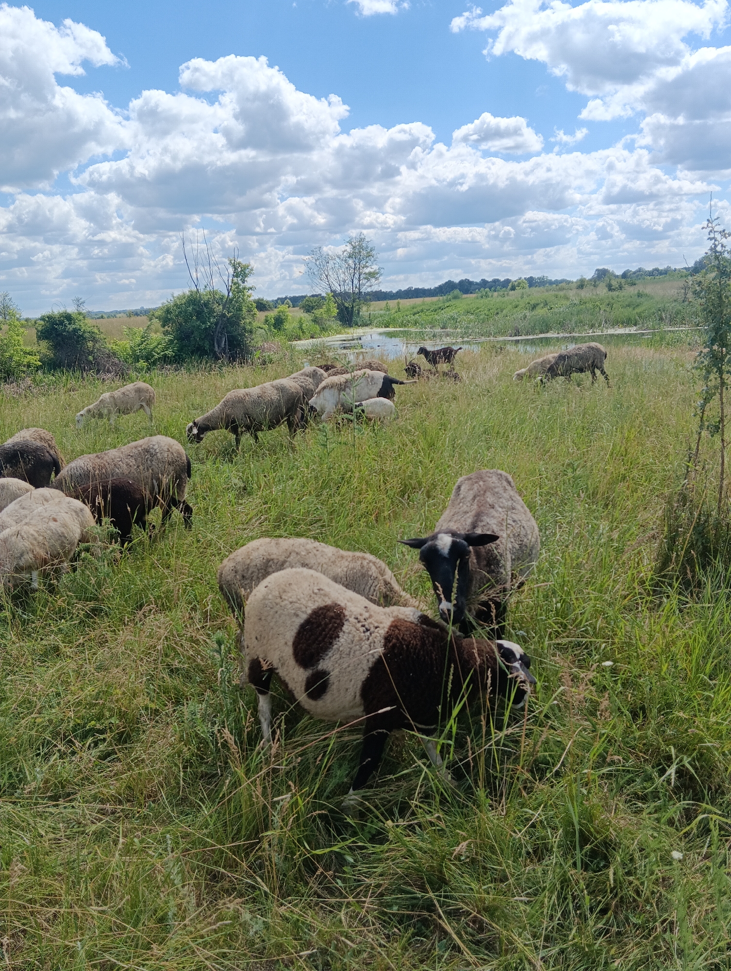 A herd of sheep grazes in a grassy field under a cloudy sky. The sheep are of various colors, including white, brown, and black. Some of the sheep are in the foreground, while others are further back, closer to a body of water. The field is lush and green, with tall grass and some scattered wildflowers. In the distance, there are trees and a horizon line that suggests a rural or natural setting. The sky is a mix of blue and white, with large, fluffy clouds.