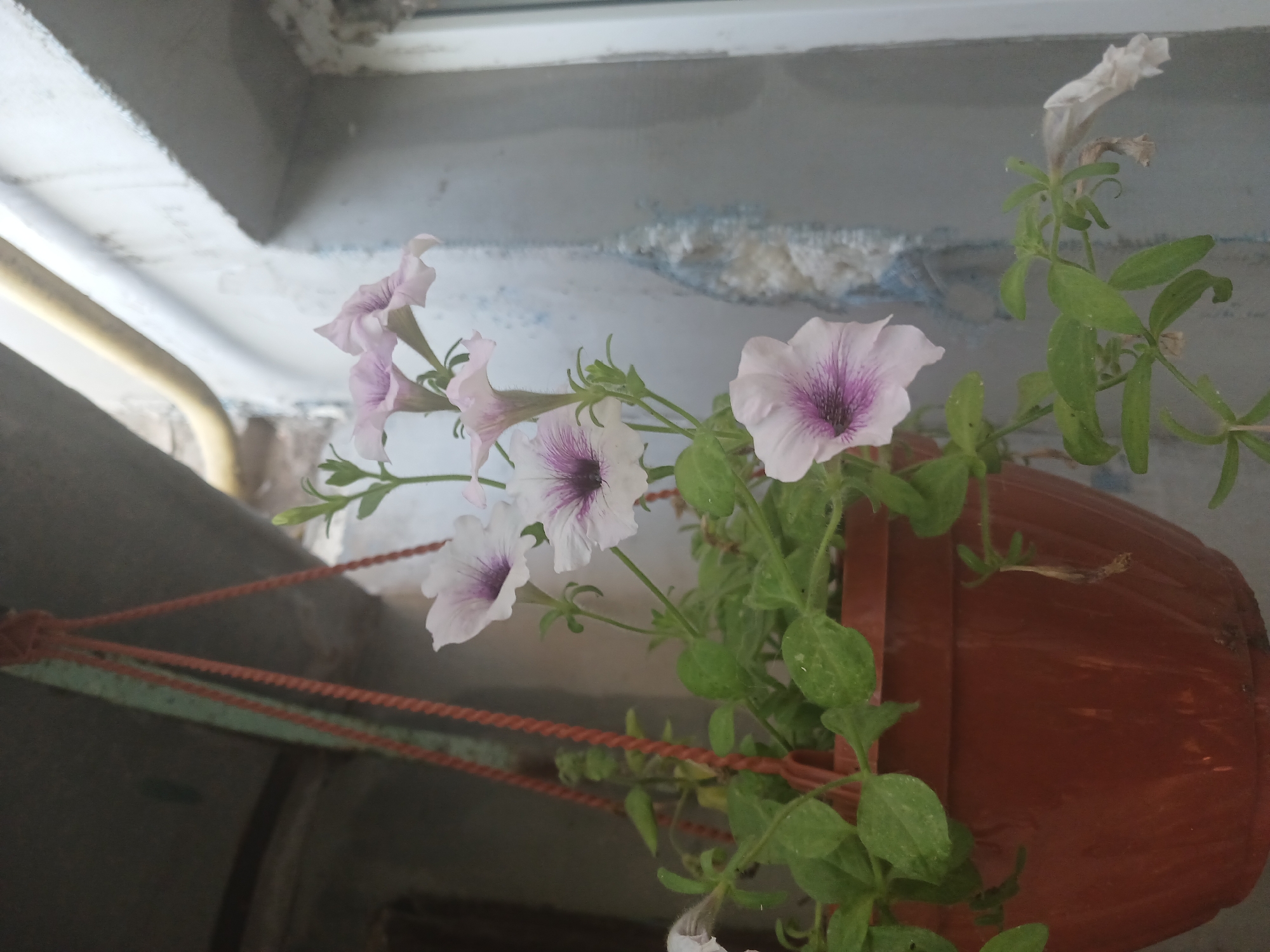 This media file shows a close-up view of a hanging planter containing light purple petunia flowers. The planter, made of reddish-brown plastic, is suspended by thick, braided orange ropes. The flowers are in various stages of bloom, with some fully open and others partially closed. The open flowers display delicate purple veining radiating from the center. The plant has green leaves and stems, some of which appear to be trailing downwards.
In the background, there are structural elements that suggest an outdoor or semi-outdoor setting, possibly a balcony or windowsill. These include a grey concrete wall with some texture and what appears to be part of a window frame or ledge at the top. There are also hints of other structures, possibly pipes or railings, in muted colors. The lighting suggests it is daytime, but no specific time can be determined. The overall impression is one of a home garden or decorative plant.
There is no visible text in the image.