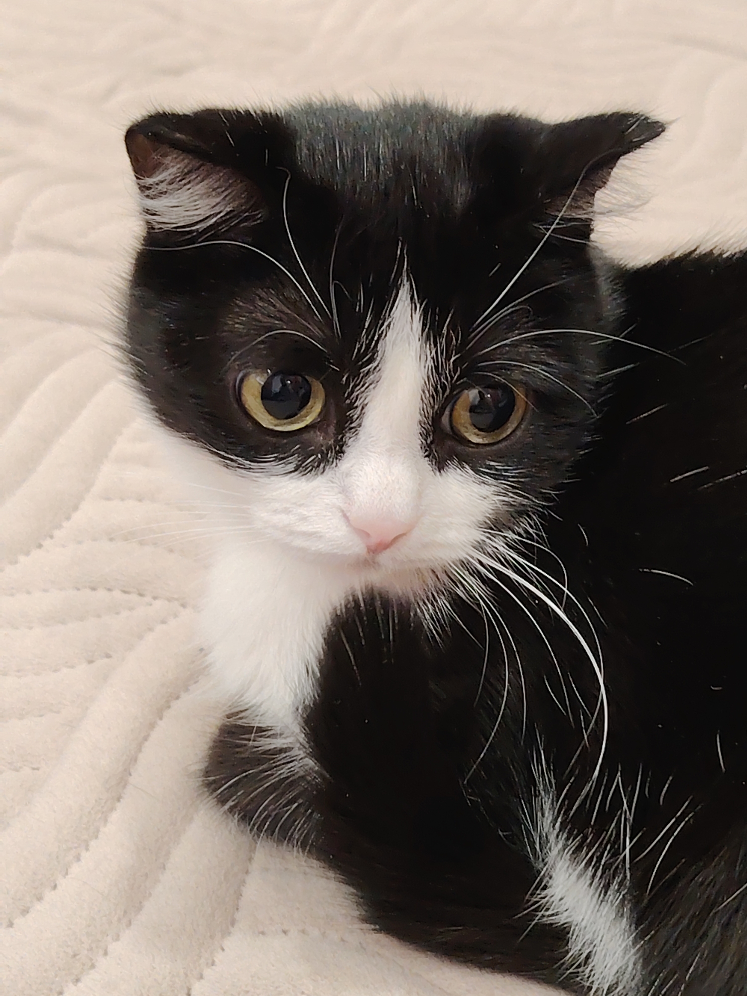 A close-up, medium shot captures a black and white Scottish Fold kitten lying on a light beige textured surface, likely a blanket or bedspread. The kitten is positioned with its head facing forward and its body angled slightly to the right. The kitten has a white face with black markings around the eyes and on top of the head, as well as black ears. The ears are folded. The kitten has yellow-green eyes and a pink nose. Its fur is a mix of black and white, with longer white whiskers extending from both sides of its muzzle. The background is out of focus.