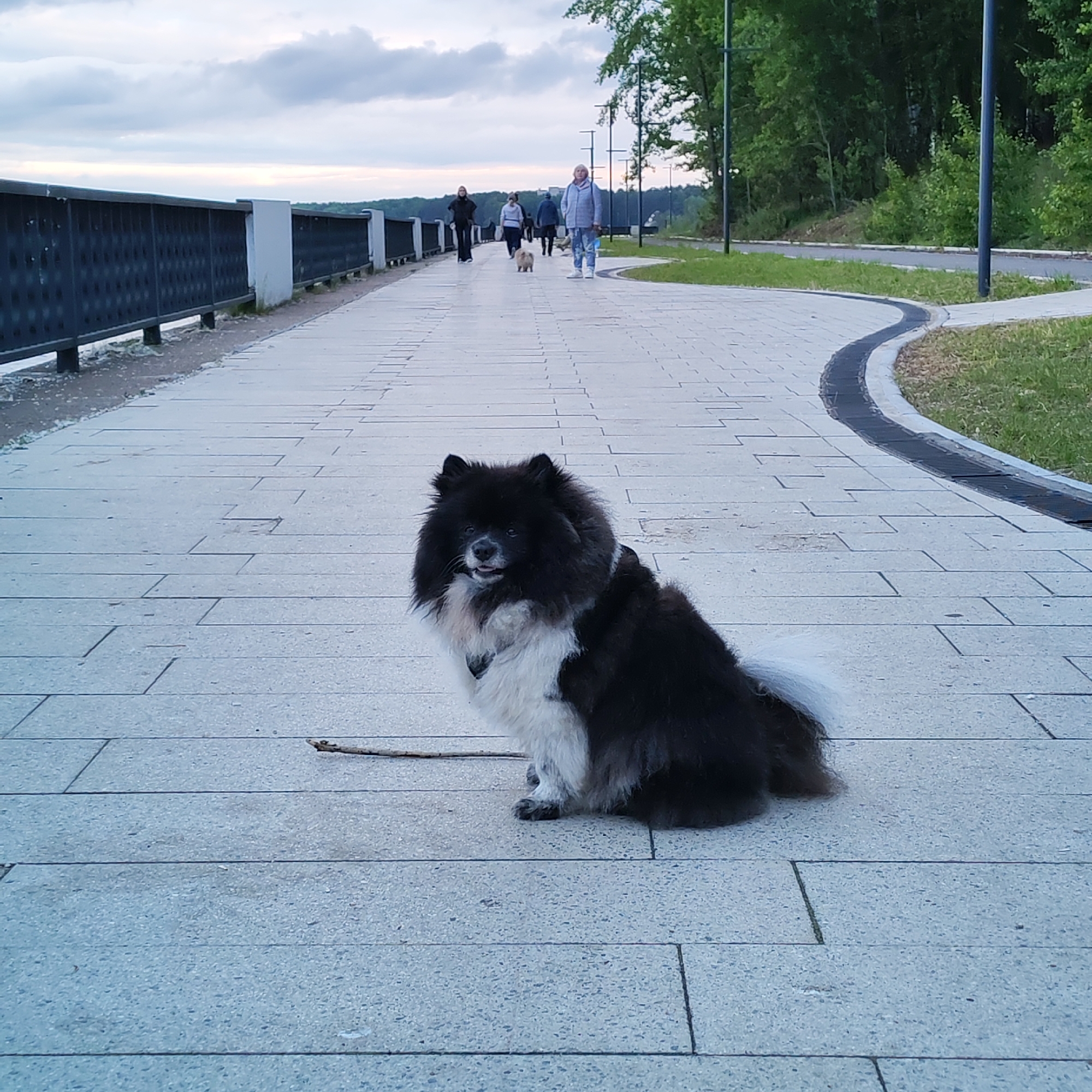 A black and white Pomeranian-type dog is seated on a light-colored paved promenade in Chaikovsky, Russia, facing slightly left of the viewer with its mouth agape and tongue slightly visible. The dog has predominantly black fur with white markings on its chest, front paws, and the tip of its bushy tail. A dark collar or harness is visible around its neck. A small stick lies on the pavement to the left of the dog.
In the mid-ground, several individuals are walking along the promenade. From left to right: a person in dark attire, followed by a person in a light-colored top and dark pants accompanied by a small, light-colored dog. Further right and slightly behind, another person in dark clothing is walking away. On the far right, a woman in a light blue patterned jacket and matching pants stands facing the viewer.
The promenade consists of rectangular light-grey paving stones. To the left, a dark metal barrier with vertical posts and intermittent white concrete supports runs parallel to the path, separating it from what appears to be a body of water or embankment edge. To the right of the promenade, a strip of green grass borders a curving paved path, which features a black grated drainage channel along its edge. Beyond the path on the right, a dense treeline is visible, and several black pole streetlights are spaced along the path. The sky above is overcast with diffuse clouds, and a distant treeline is visible on the horizon, suggesting an expanse of water or open landscape beyond the railing. The overall lighting indicates late afternoon or early evening conditions.
