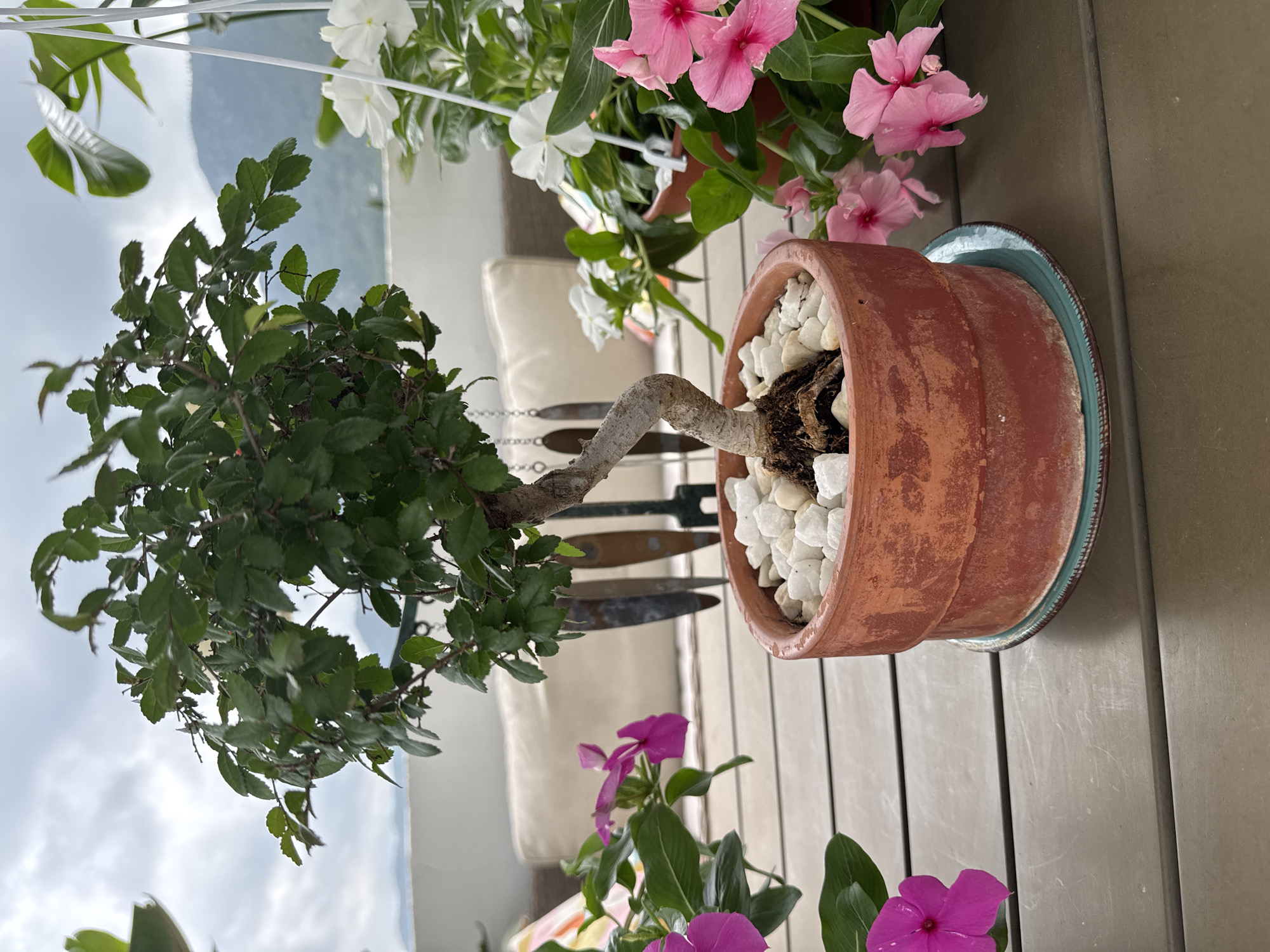 A close-up, eye-level outdoor shot focuses on a bonsai tree in a terracotta pot, situated on a slatted brown table. The bonsai has a twisted trunk and is topped with dense green foliage. The pot is filled with small white pebbles, and a blue-green saucer is beneath it. To the left and right of the bonsai are blooming pink flowers, and behind it, on the same table, are two other potted plants with white flowers. In the background, a beige outdoor sofa is visible, and beyond that, mountains are silhouetted against a cloudy sky. The scene is likely a balcony or patio in a city like Vallada, Spain, given the mountainous backdrop.