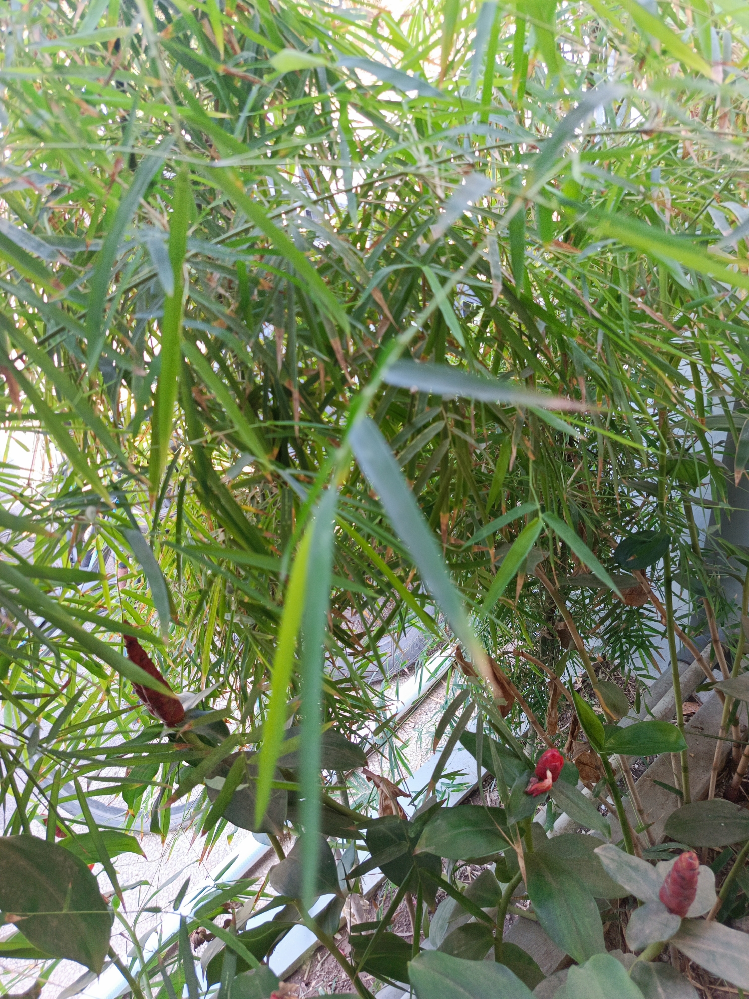 The image shows a dense cluster of green bamboo leaves in the foreground, with some of the leaves slightly blurred due to the shallow depth of field. In the lower portion of the image, there are some broad, dark green leaves and two red, cone-shaped flowers with visible petals. The background is a mix of more bamboo stalks and leaves, with a light-colored, textured wall or ground visible through the foliage. A light gray concrete structure is also present. The lighting suggests it is daytime, with some sunlight filtering through the leaves. The scene appears to be an outdoor garden or natural area. There are no people or animals visible in the image. The location is Kuta, Indonesia.