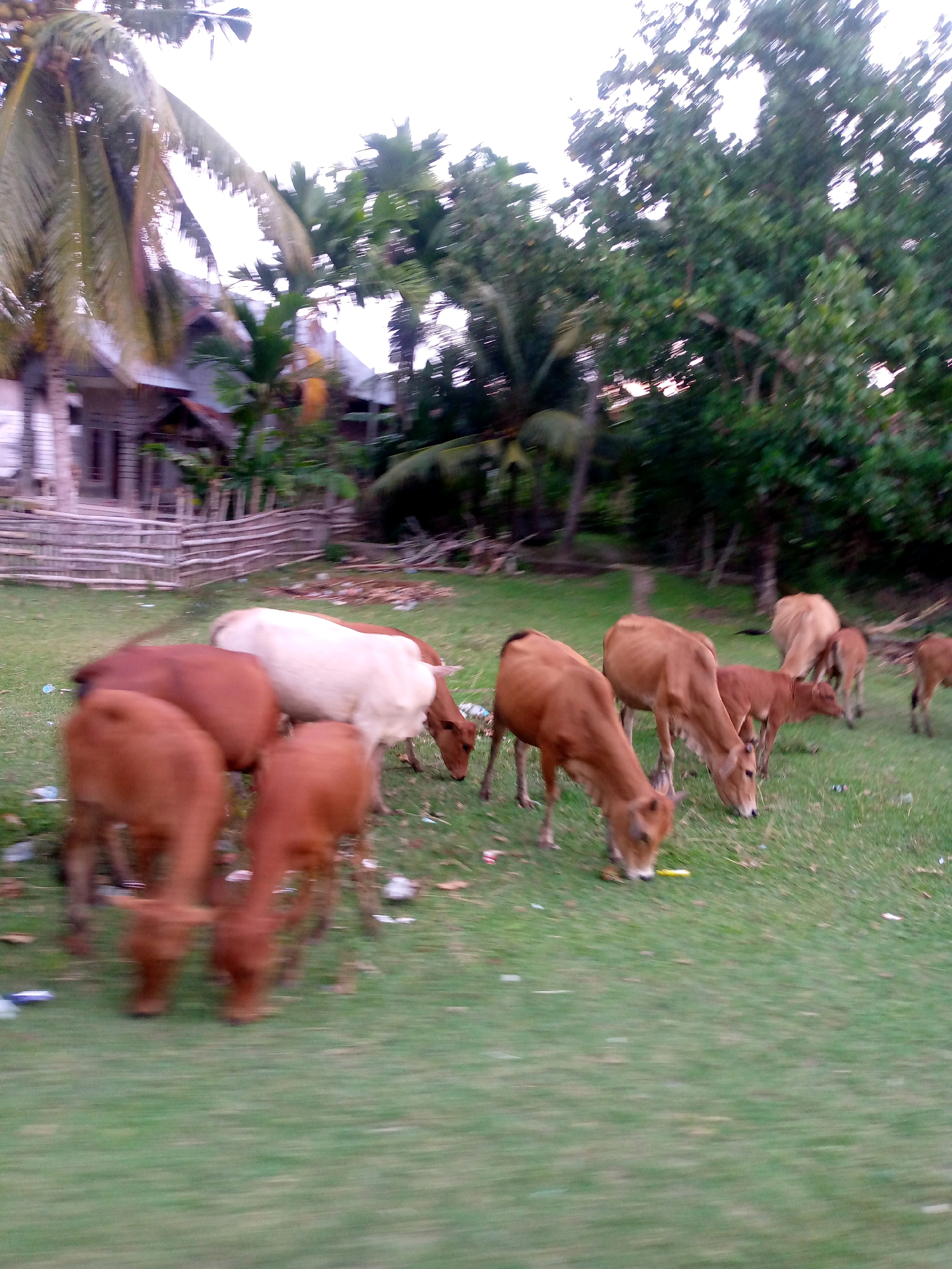 In Glokaron, Indonesia, a herd of cows grazes on a grassy field. The cows are of various brown and white hues. The environment includes trees and a wooden fence. In the background, there is a building with a dark roof. The image appears to be taken during the day, as indicated by the natural lighting. There are no people visible in the image.