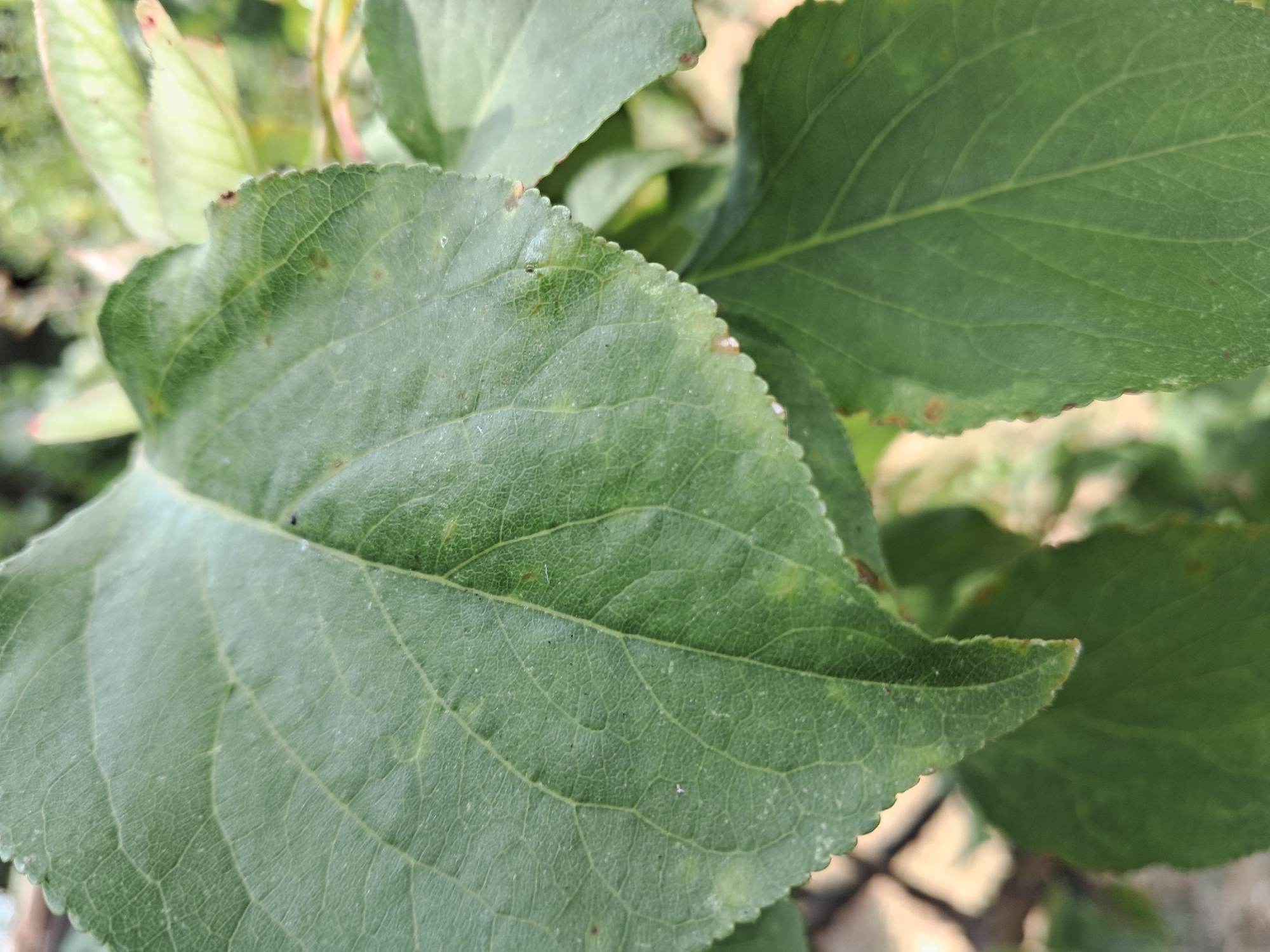 A close-up, outdoor, eye-level shot features two green leaves of a tree, with another leaf visible in the background. The primary leaf, in the foreground and left side of the frame, is large and prominently displays its vein structure. The leaf's edge is serrated, and there are a few small brown spots on its surface, particularly towards the top and right. The second leaf, to the right and slightly below the first, is also green and shows some brown spots along its serrated edge. The background is blurred and consists of more foliage and branches, suggesting a natural, outdoor setting. The image appears to be taken in Amygdaleonas, Greece, an area known for its agricultural landscapes and fruit trees.