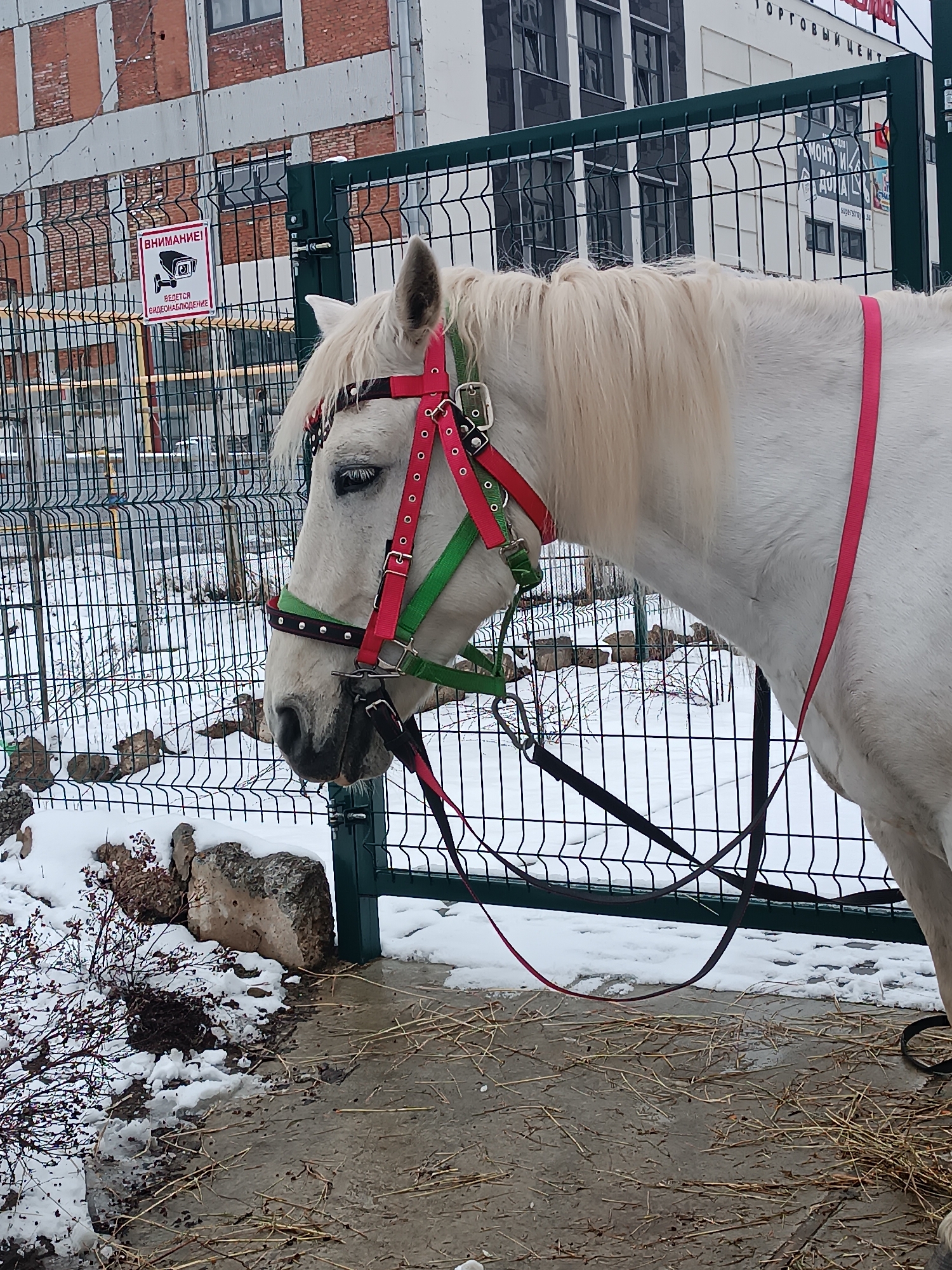 A white horse stands near a metal fence, adorned with a red and green bridle. A sign on the fence displays Russian text and an image of a surveillance camera. Patches of snow are visible on the ground, and a bush grows near the fence. In the background, buildings are discernible, one with a sign reading "ТОРГОВЫЙ ЦЕНТР" (Trading Center). The location is in the city of Unknown, Unknown.
