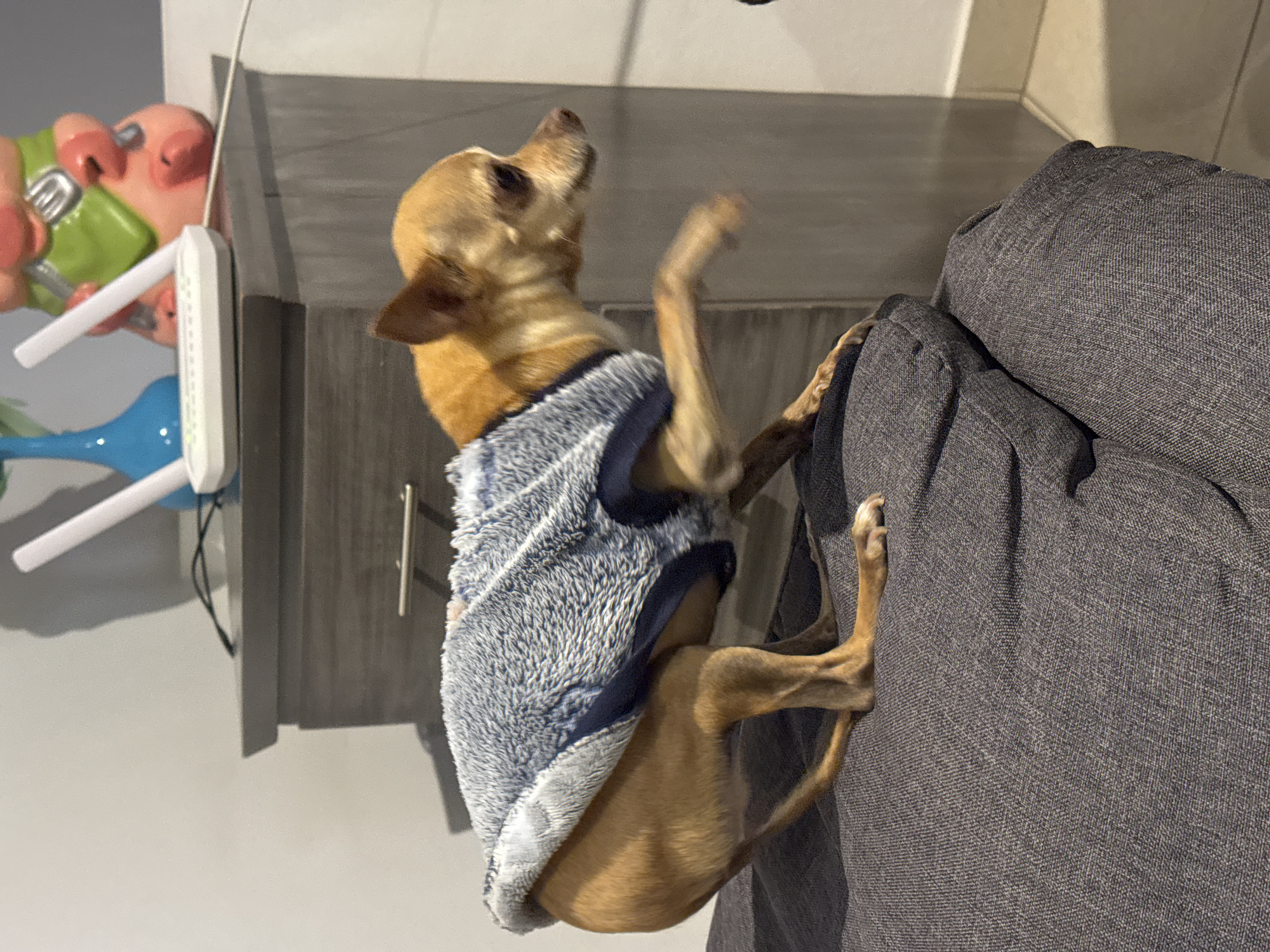 A brown Chihuahua wearing a gray and blue fleece vest is standing on a gray sofa. Its left paw is on the sofa, while its right paw is raised. The dog's head is tilted upwards. A gray cabinet with a silver handle is to the left of the sofa. On top of the cabinet is a white router and a colorful figurine. The wall is a light gray color. The image was taken indoors. Location information is not reliably available.