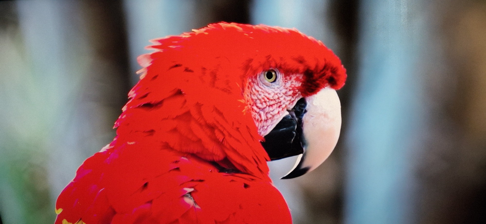 The media file is a close-up photograph of a scarlet macaw. The bird is positioned in profile, facing to the right of the frame. Its vibrant red plumage dominates the image, with a striking contrast against its pale pink facial feathers and black beak. The macaw's eye, a bright yellow with a black pupil, is clearly visible, conveying a sense of alertness. The background is softly blurred, with vertical bands of muted greens, browns, and blues, suggesting a natural environment such as foliage or perhaps a blurred enclosure. The lighting appears to be natural and diffused, indicating it could be daytime, but there are no specific cues to suggest the time of day or weather conditions. The image is devoid of any people or text. The focus is entirely on the detailed texture and brilliant coloration of the bird.
