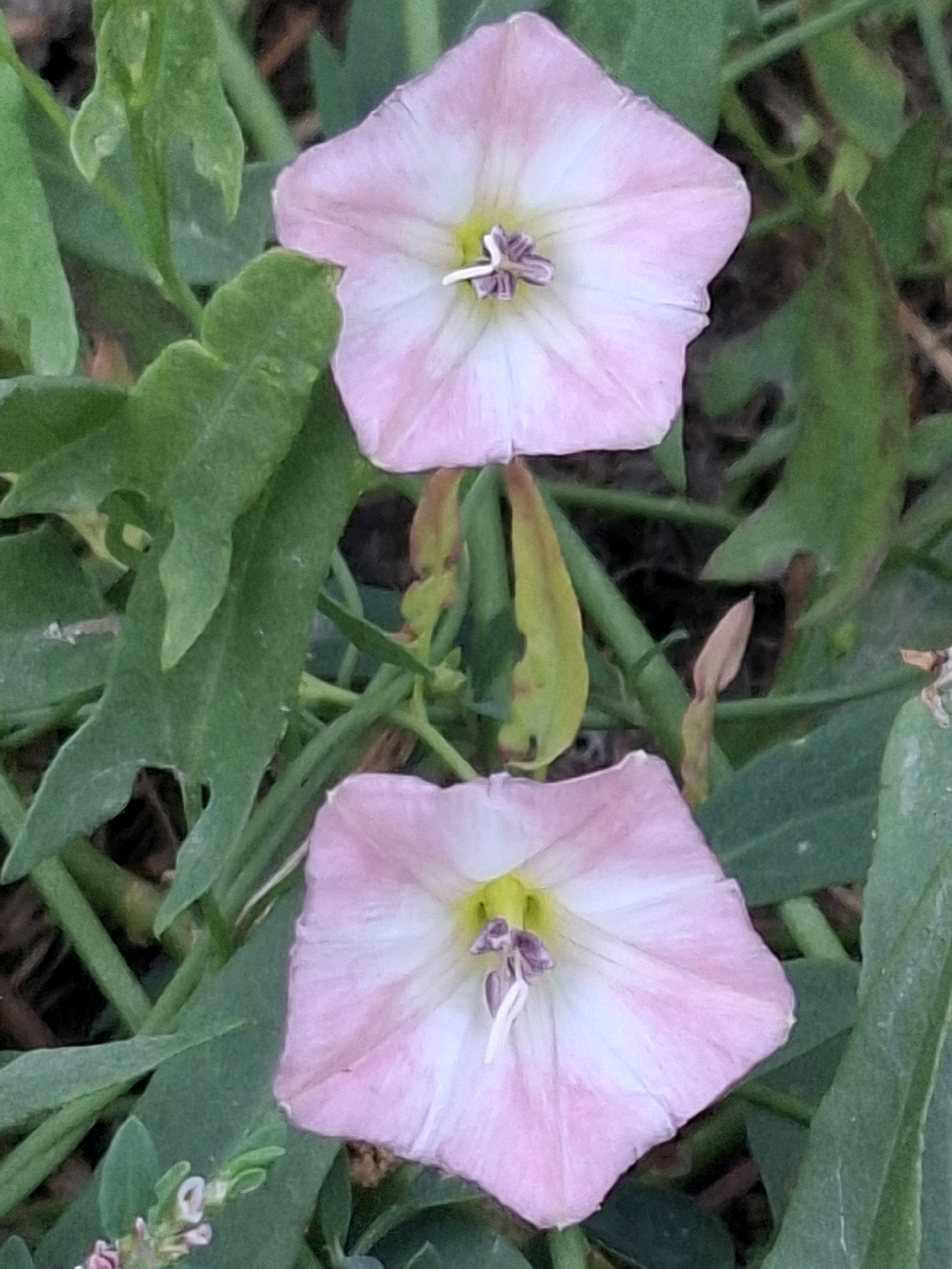 The image shows two pink trumpet-shaped flowers with white centers and yellow stamens, surrounded by green foliage. The flowers are in focus, with the background softly blurred. One flower is positioned above and slightly to the right of the other. The scene appears to be outdoors, possibly in a garden or natural setting. There is no indication of the city of Almaty, Kazakhstan, in the image.