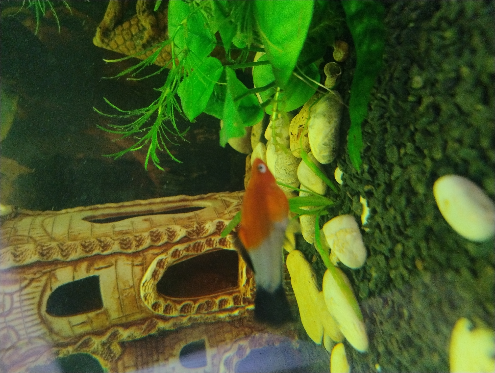 The image depicts an aquarium scene. In the foreground, a brightly colored fish, primarily orange and white with a black tail, is swimming. The substrate of the aquarium is dark gravel. Several smooth, light-colored stones are visible among the gravel. Behind the fish, a decorative aquarium ornament resembling a castle or ruin is present. This ornament is light brown and beige with arched openings. To the right of the ornament, lush green aquatic plants are growing, with some of their leaves in sharp focus. The background is dark and somewhat blurry, suggesting the typical environment of an aquarium. The scene is located in Unknown, Unknown.